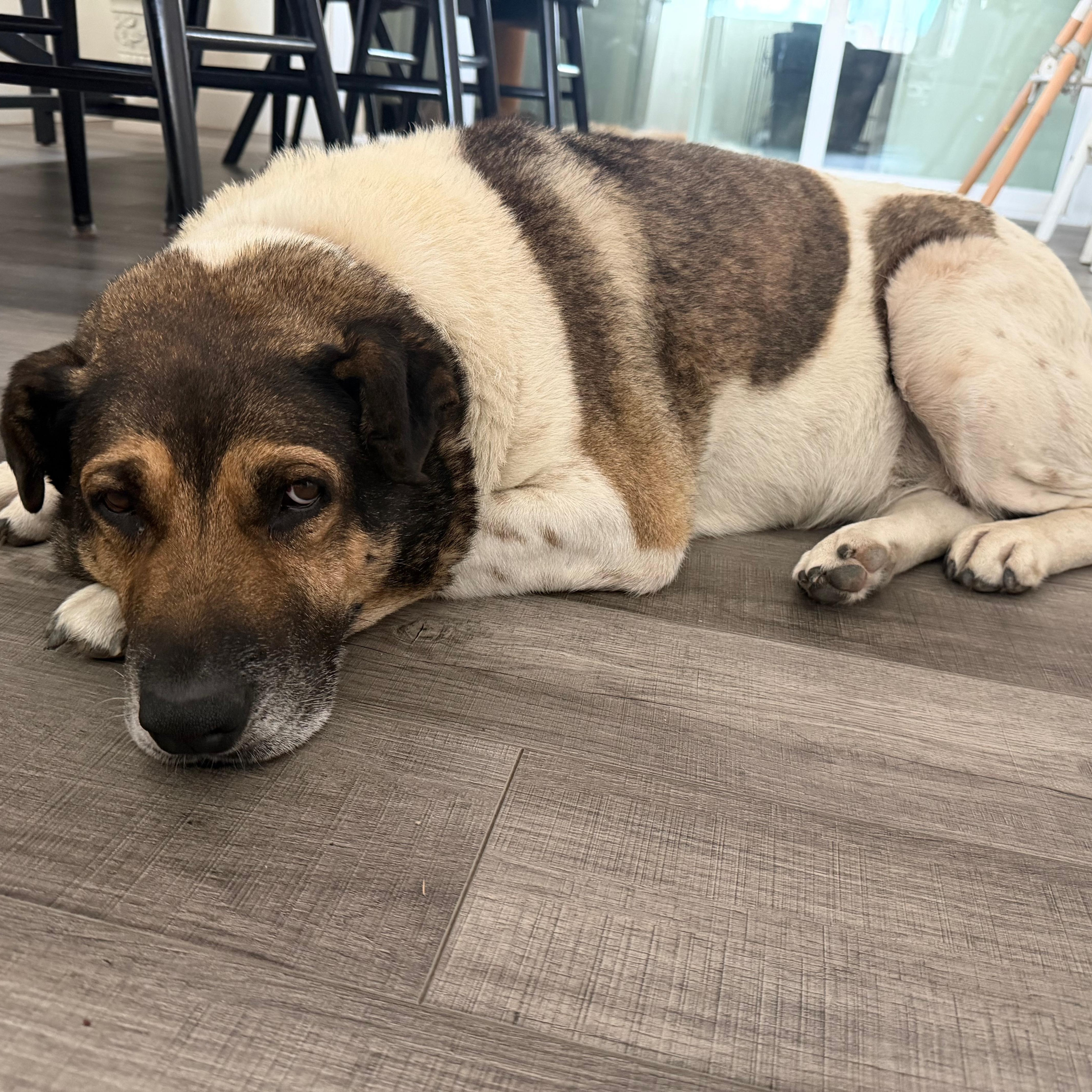 Enlarge Reyna, a ADOPTABLE mixed breed in San Diego, CA image 5/5