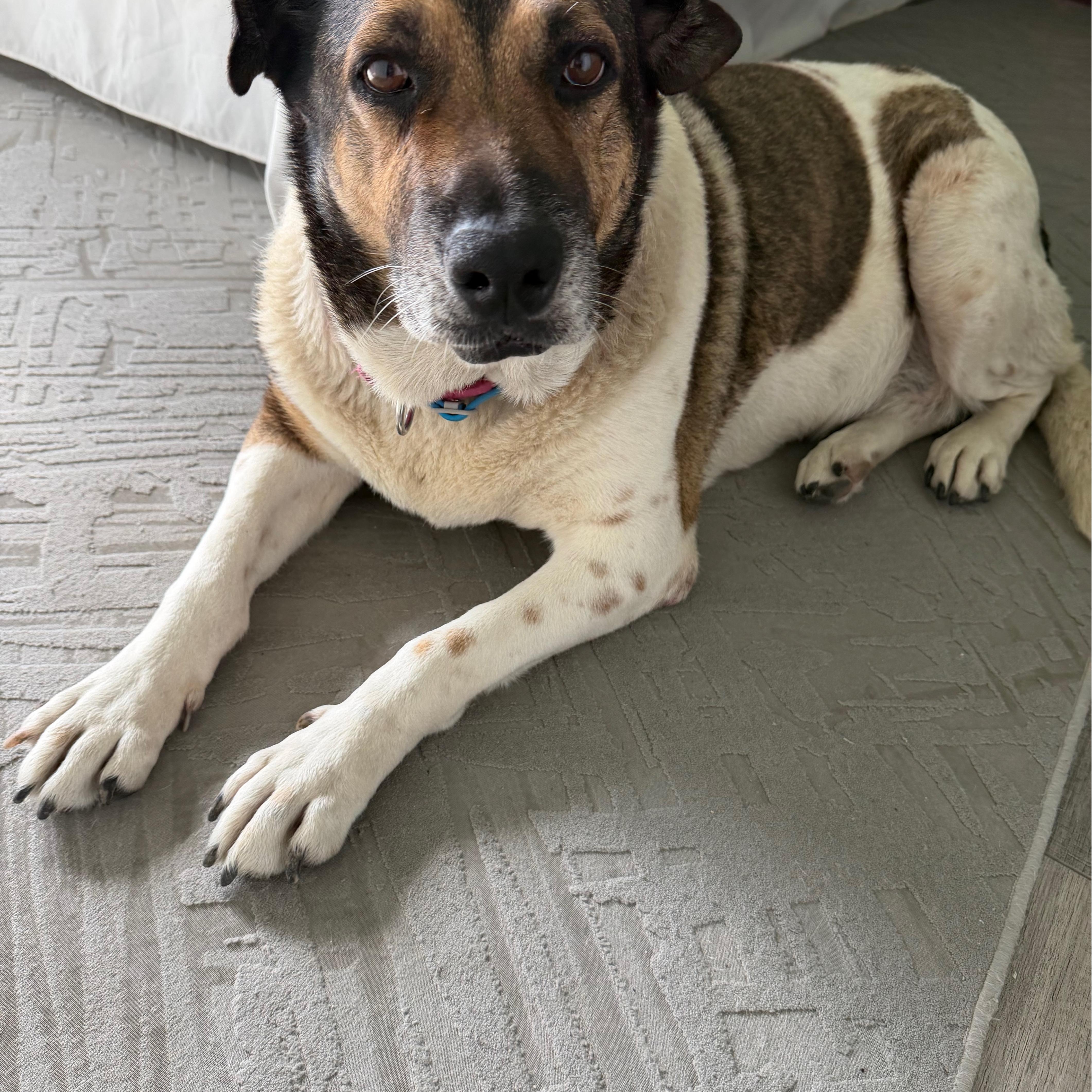 Enlarge Reyna, a ADOPTABLE mixed breed in San Diego, CA image 3/5