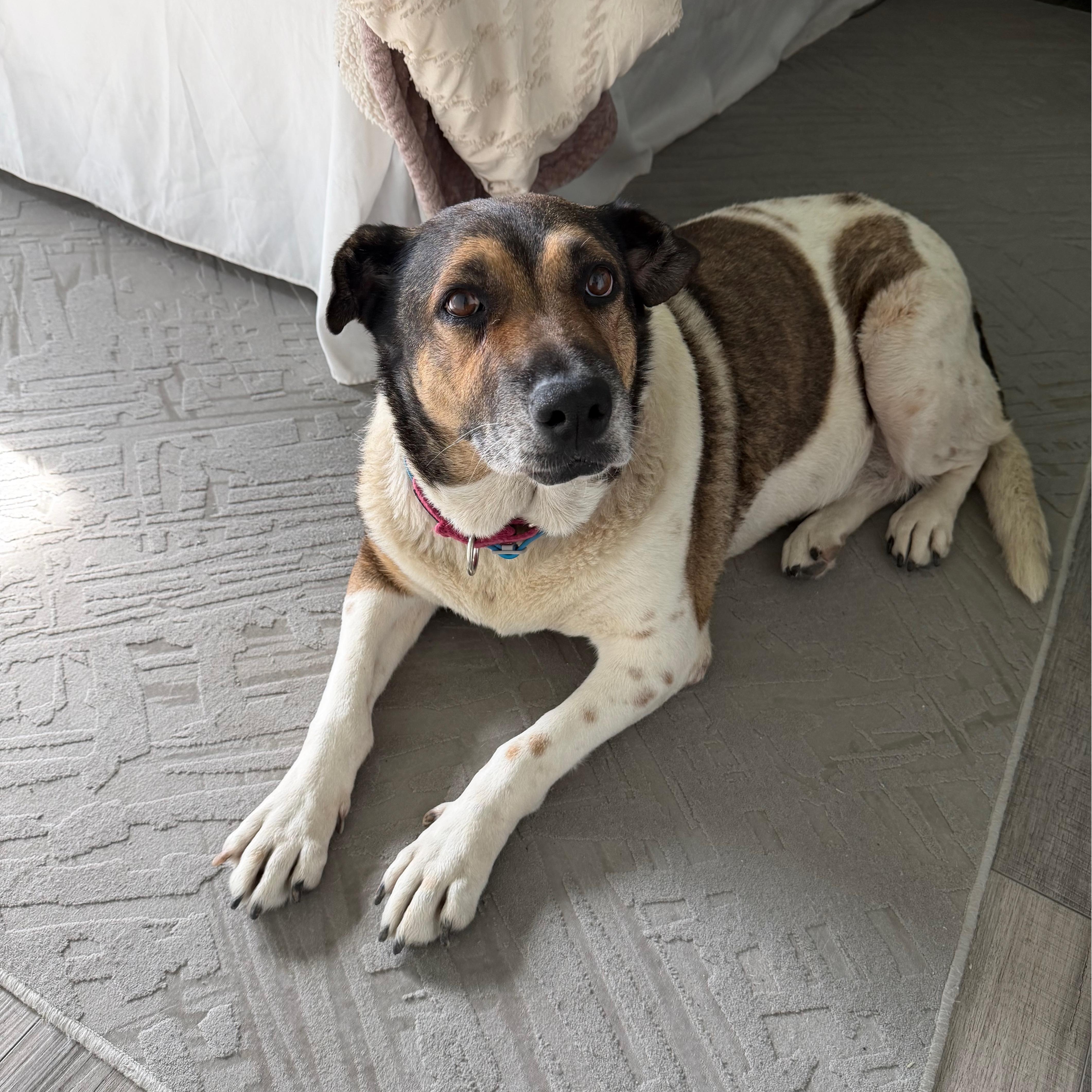 Enlarge Reyna, a ADOPTABLE mixed breed in San Diego, CA image 4/5