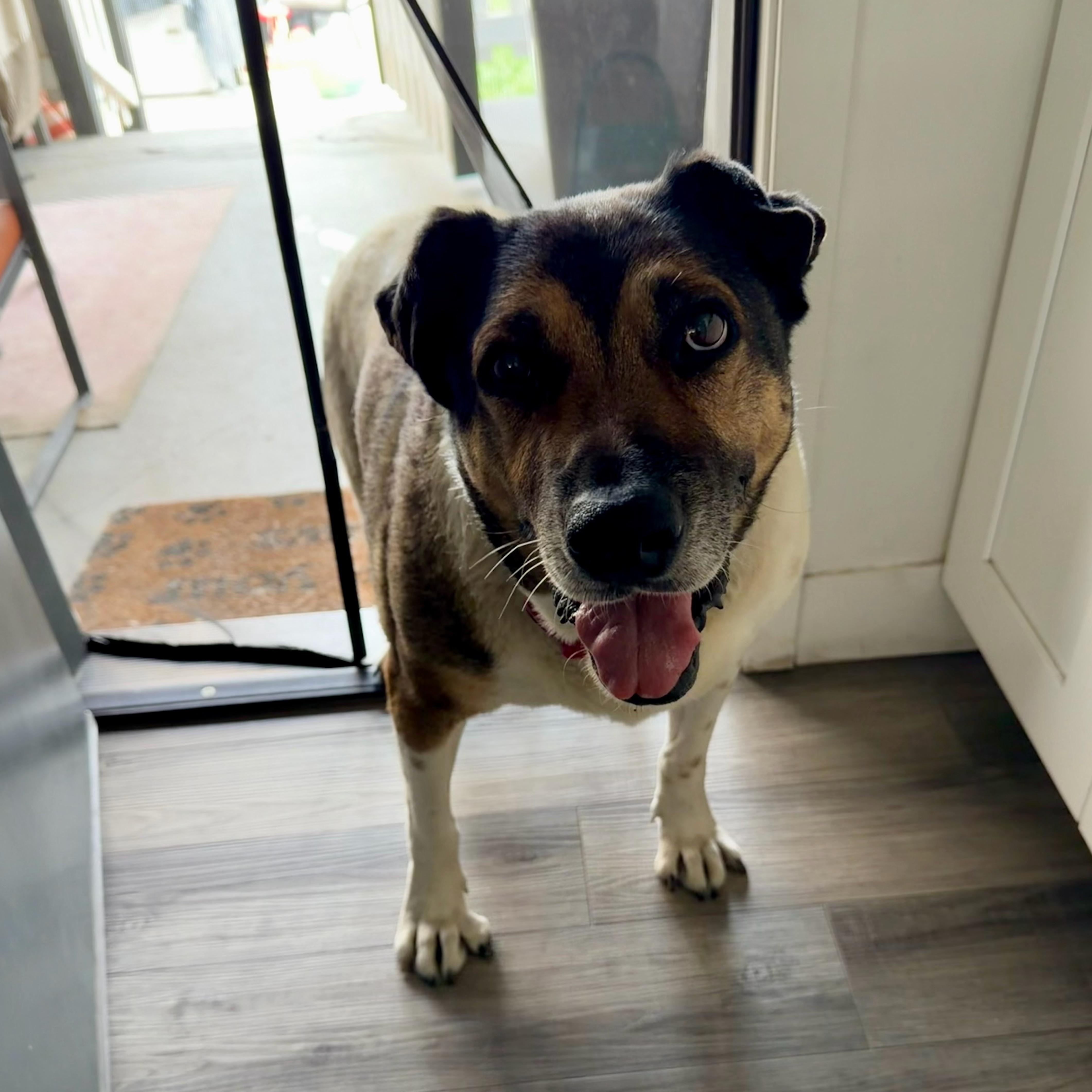 Enlarge Reyna, a ADOPTABLE mixed breed in San Diego, CA image 2/5