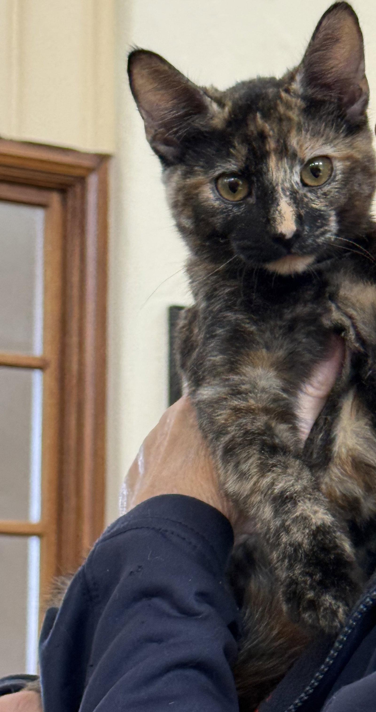 Nala ( Kat), Adoptable, Young Female Tortoiseshell.