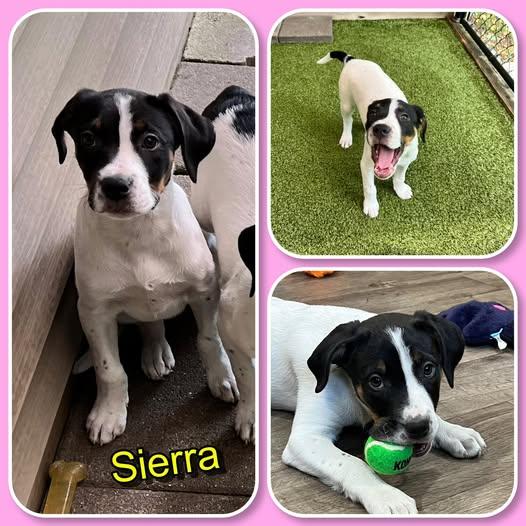 Sierra, Adoptable, Puppy Female Pit Bull Terrier.