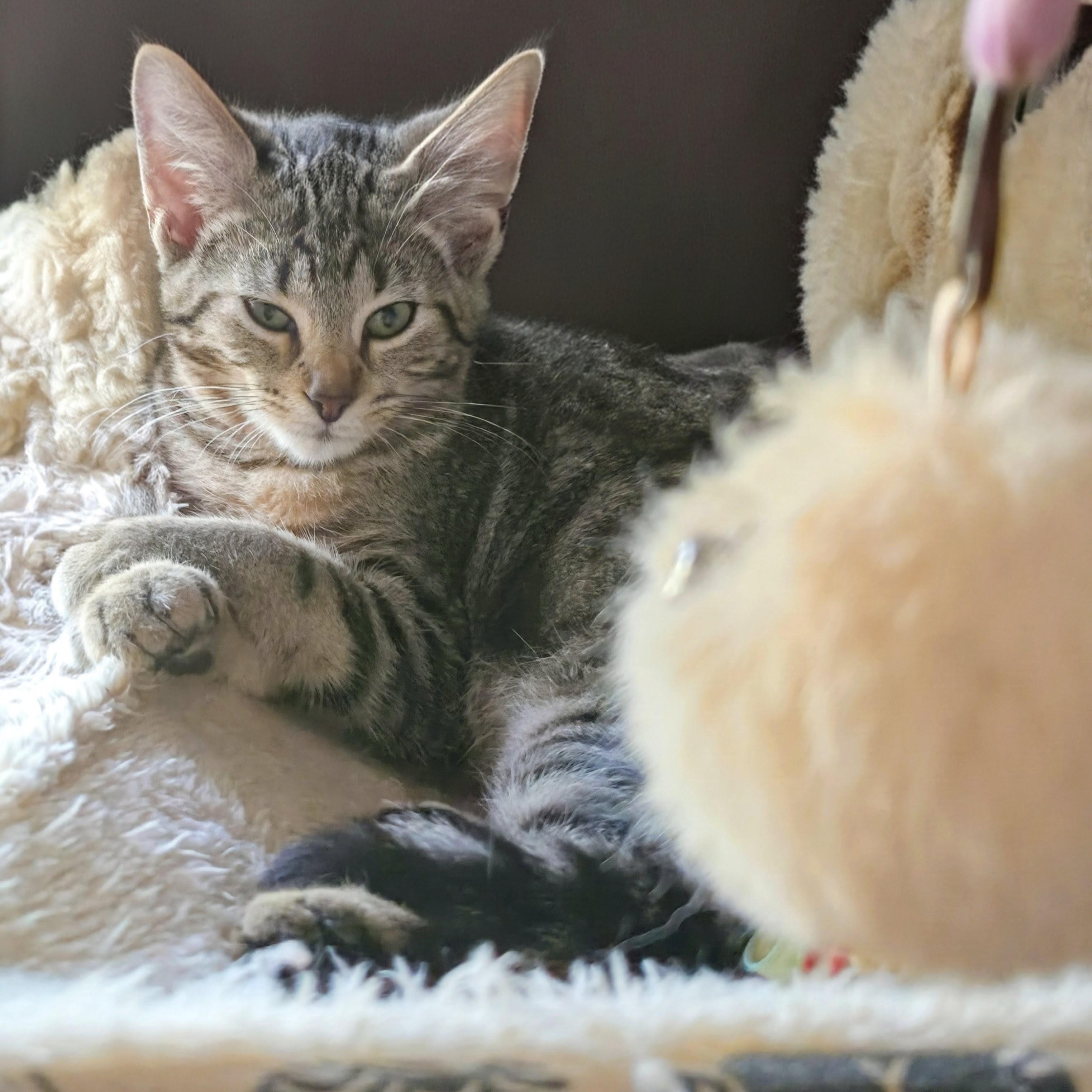 Enlarge Tomi, a Adoptable Domestic Short Hair in New Port Richey, FL image 2/3