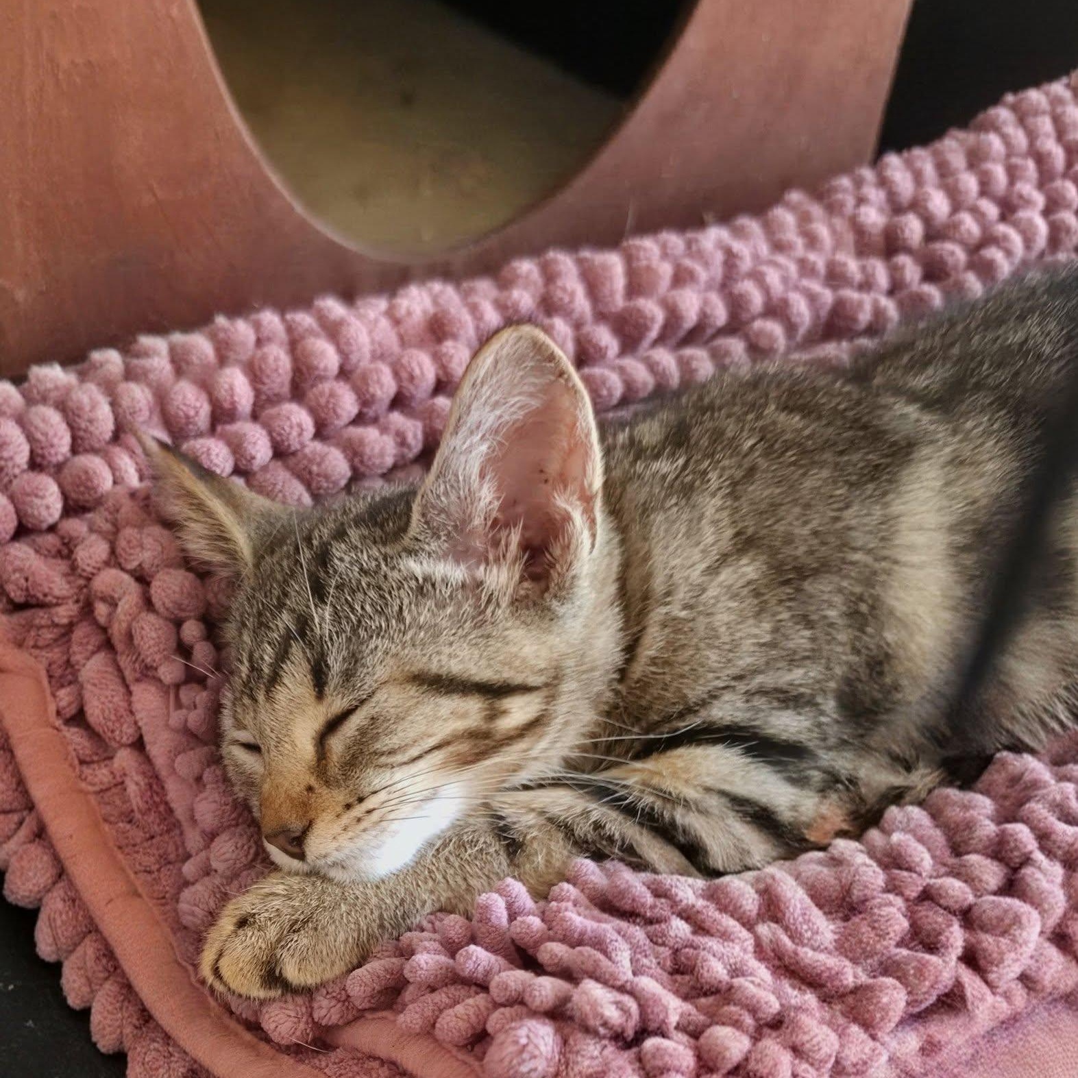 Enlarge Tomi, a Adoptable Domestic Short Hair in New Port Richey, FL image 1/3