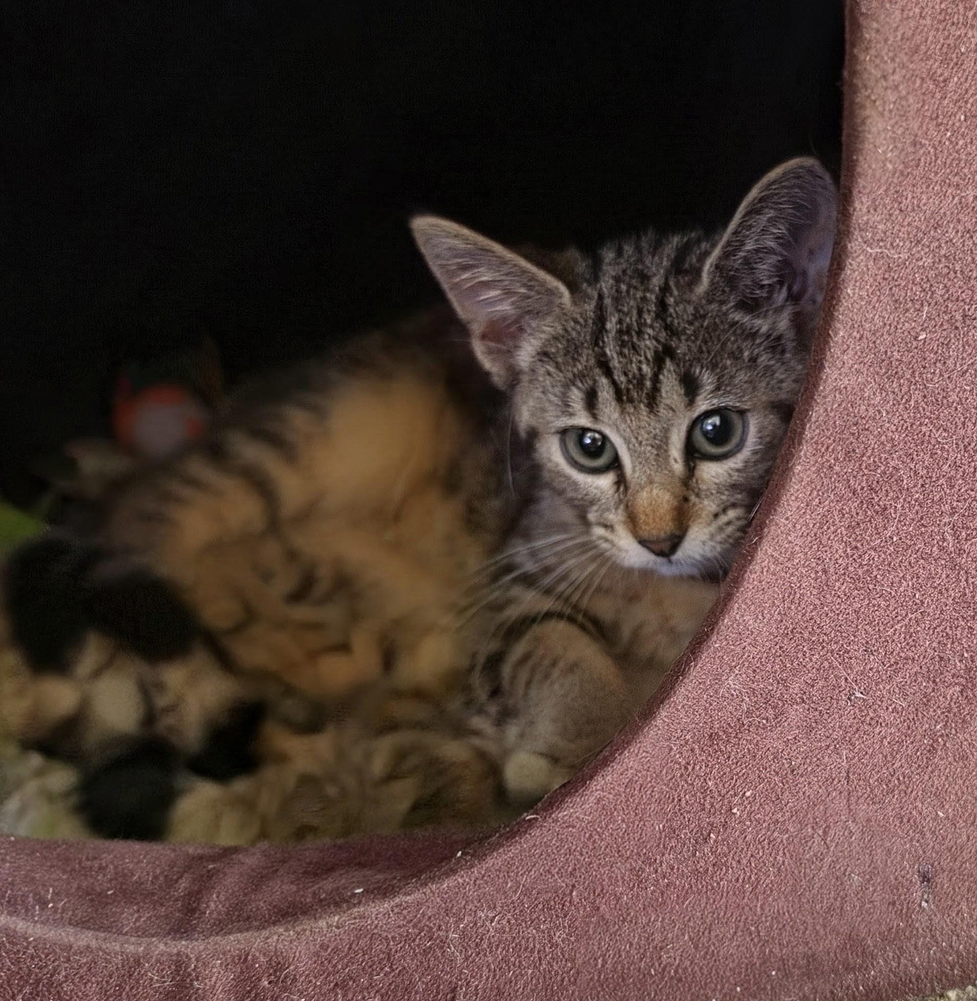 Enlarge Tomi, a Adoptable Domestic Short Hair in New Port Richey, FL image 3/3