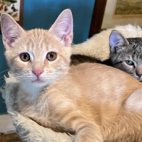 Enlarge Dumpling, a Adoptable Domestic Short Hair in Tallahassee, FL image 1/2