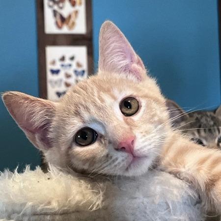 Enlarge Dumpling, a Adoptable Domestic Short Hair in Tallahassee, FL image 2/2