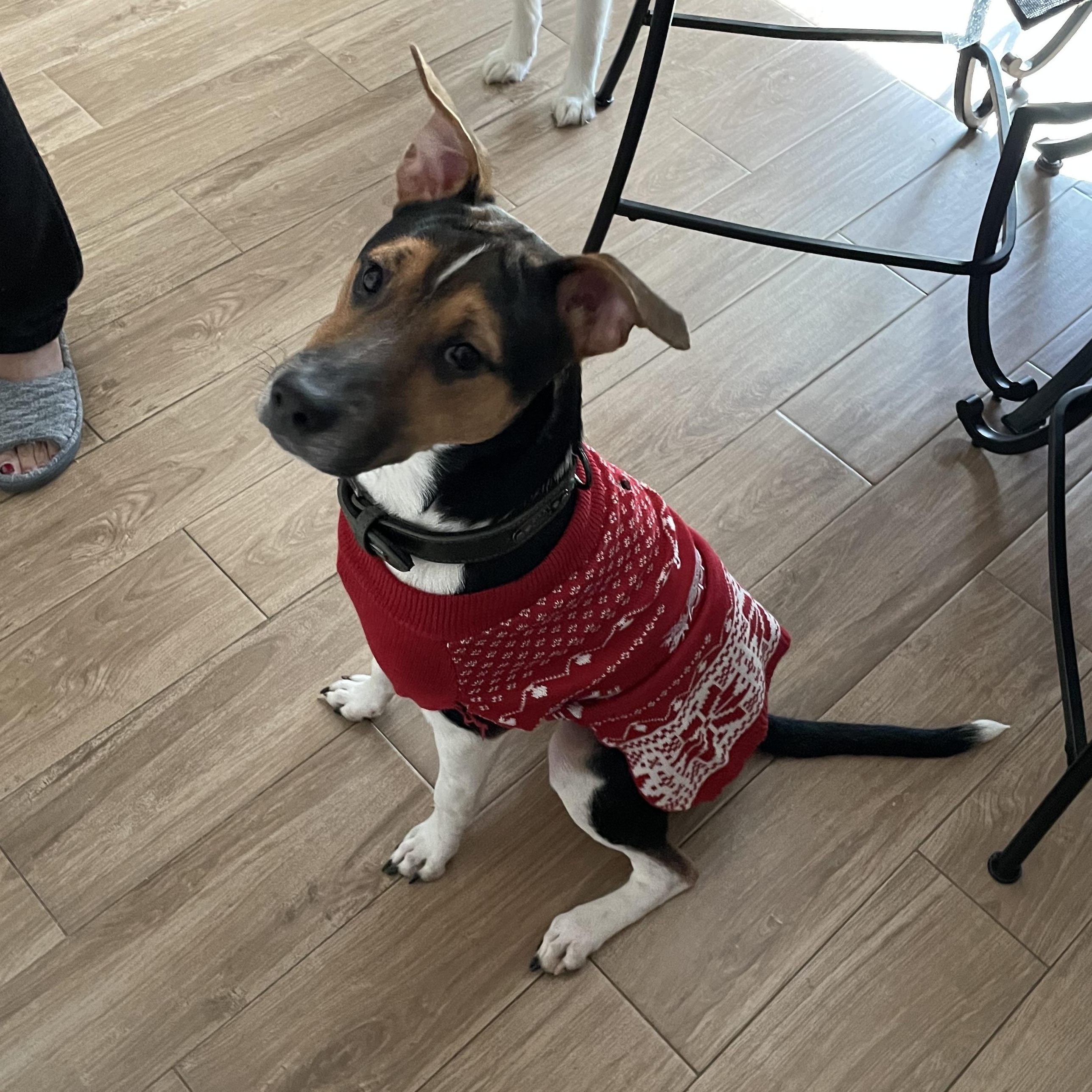 Monk, Adoptable, Adult Male Australian Kelpie & Mixed Breed.