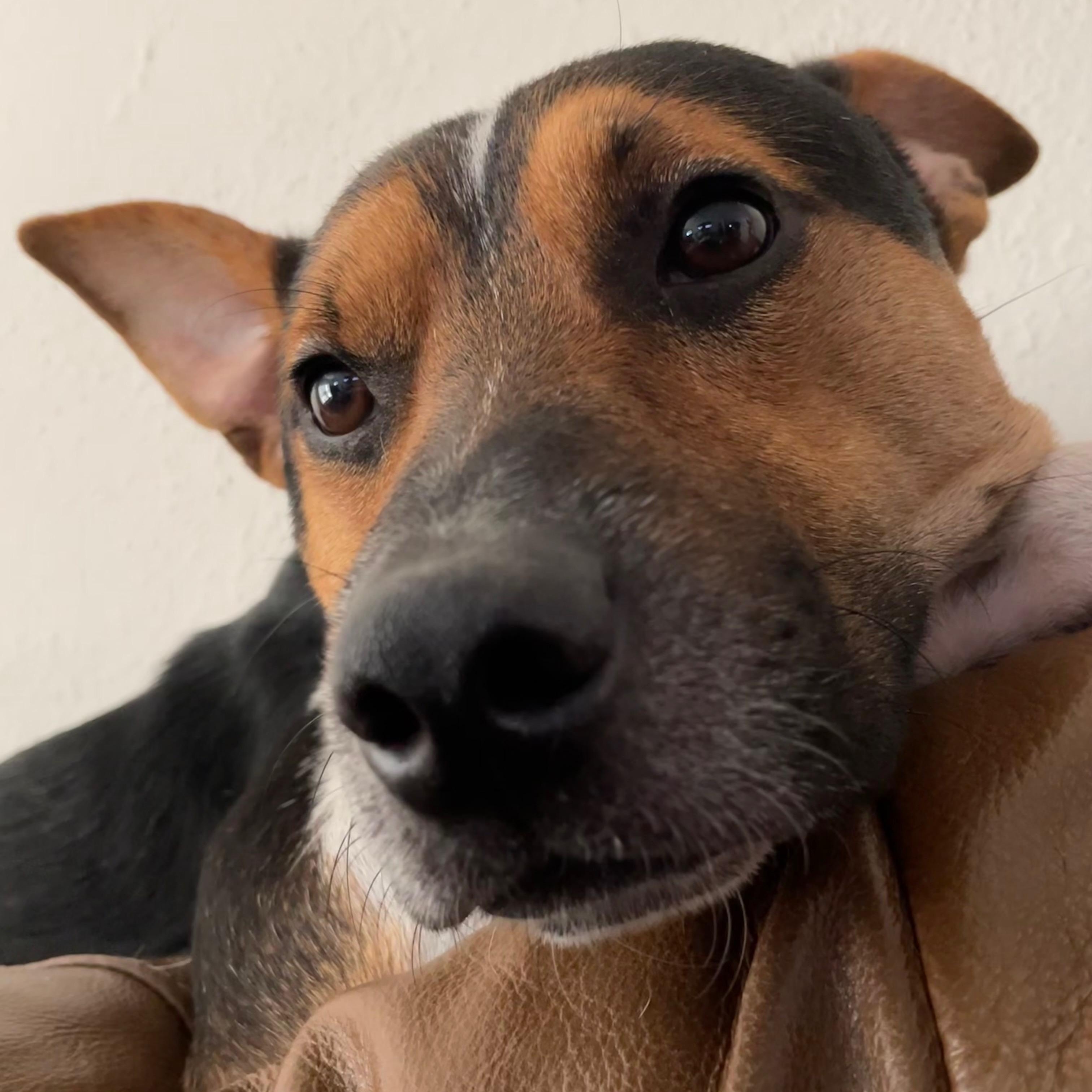 Enlarge Monk, a Adoptable mixed breed in Trenton, NJ image 5/6