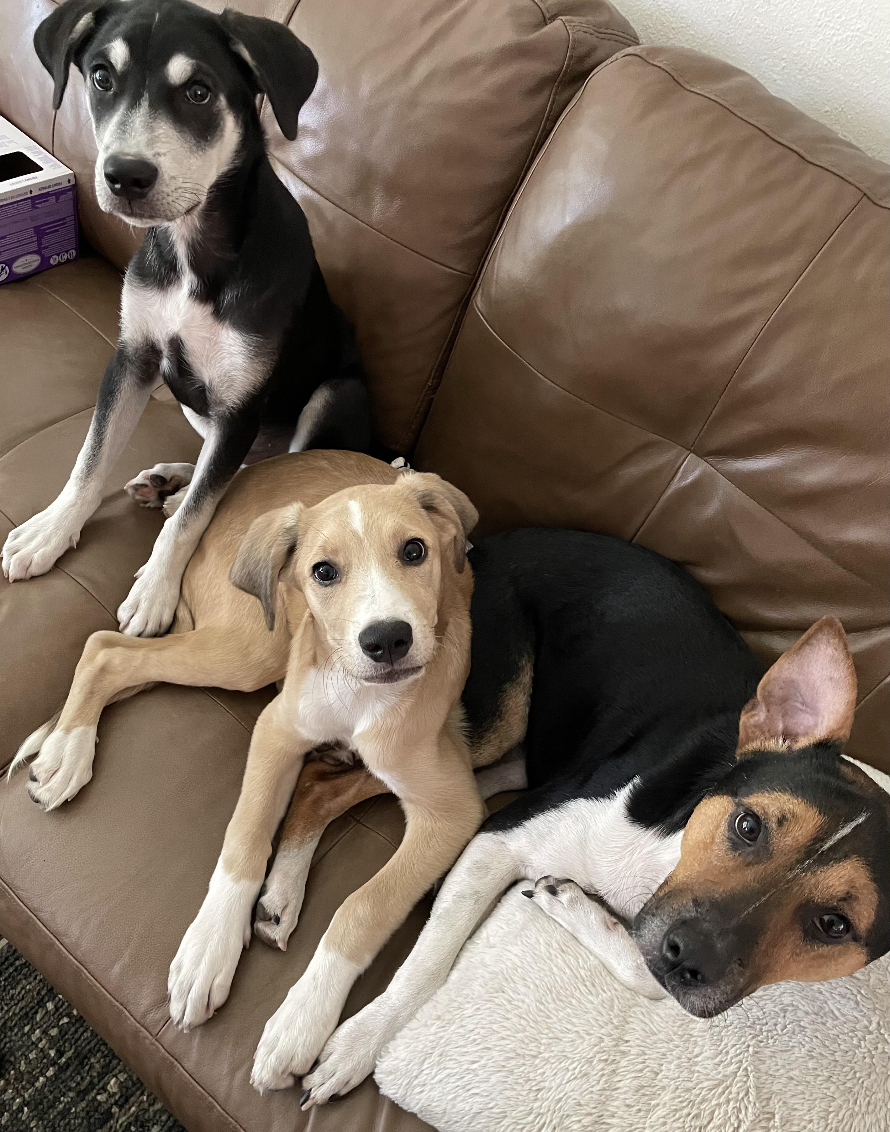 Enlarge Monk, a Adoptable mixed breed in Trenton, NJ image 6/6