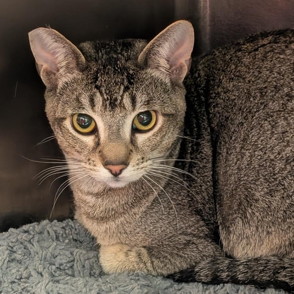 Marty, Adoptable, Young Male Domestic Short Hair.