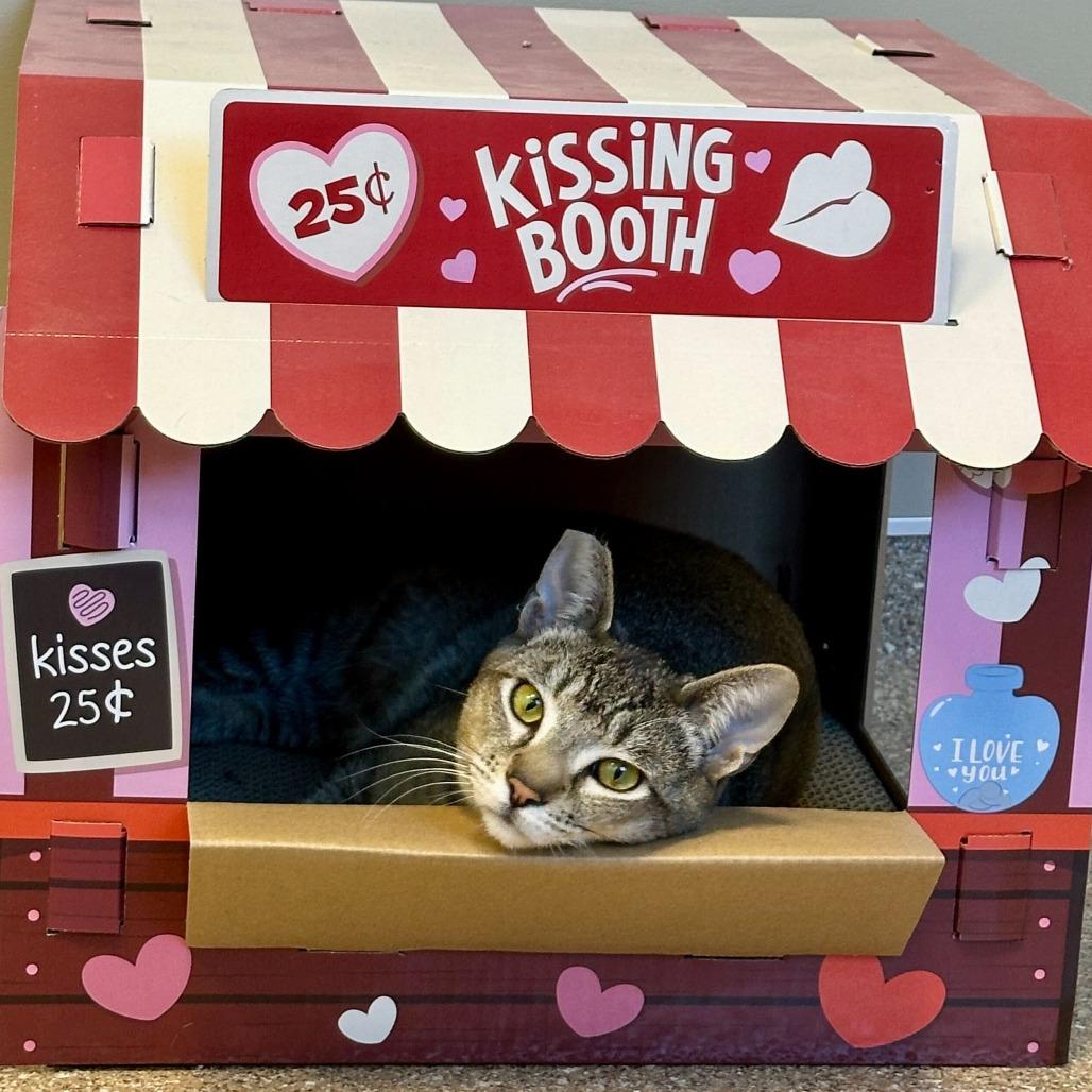 Enlarge Marty, a Adoptable Domestic Short Hair in Sonoma, CA image 2/6