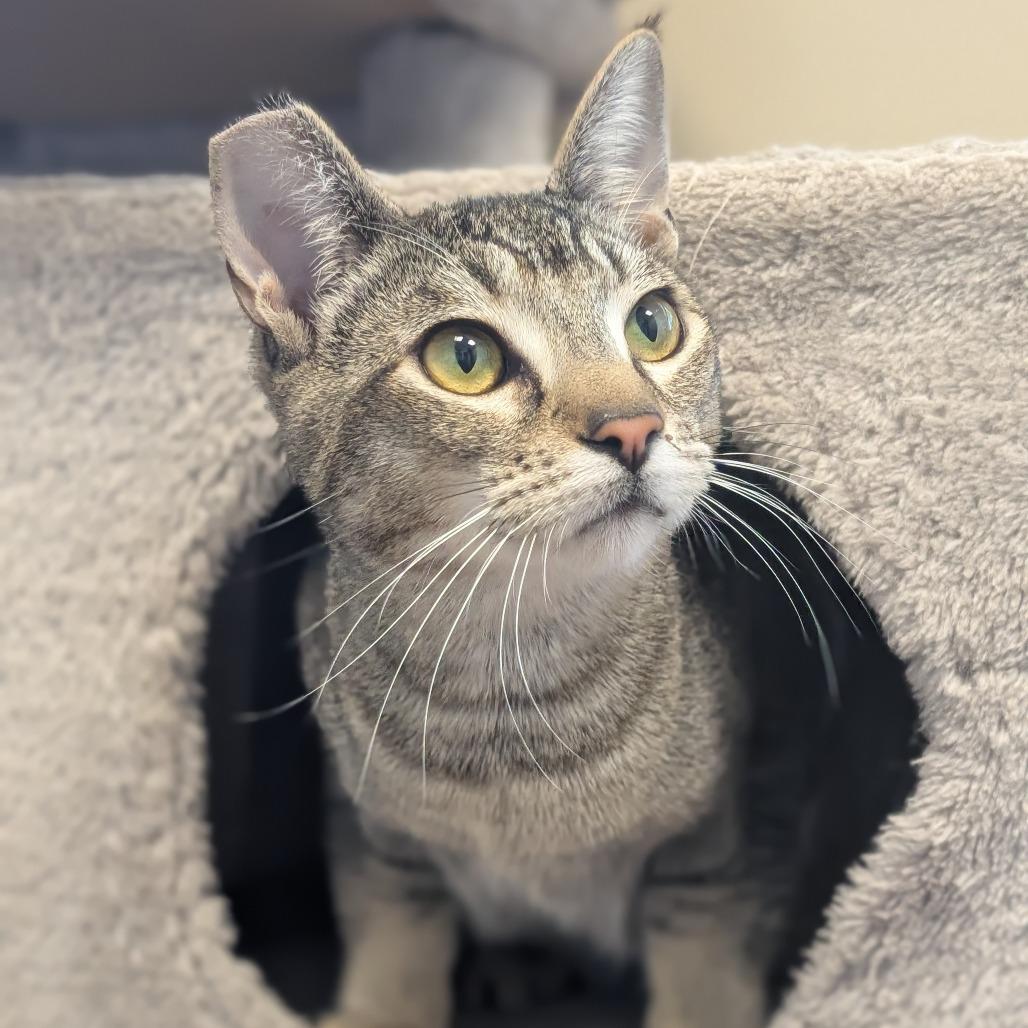 Enlarge Marty, a Adoptable Domestic Short Hair in Sonoma, CA image 3/6