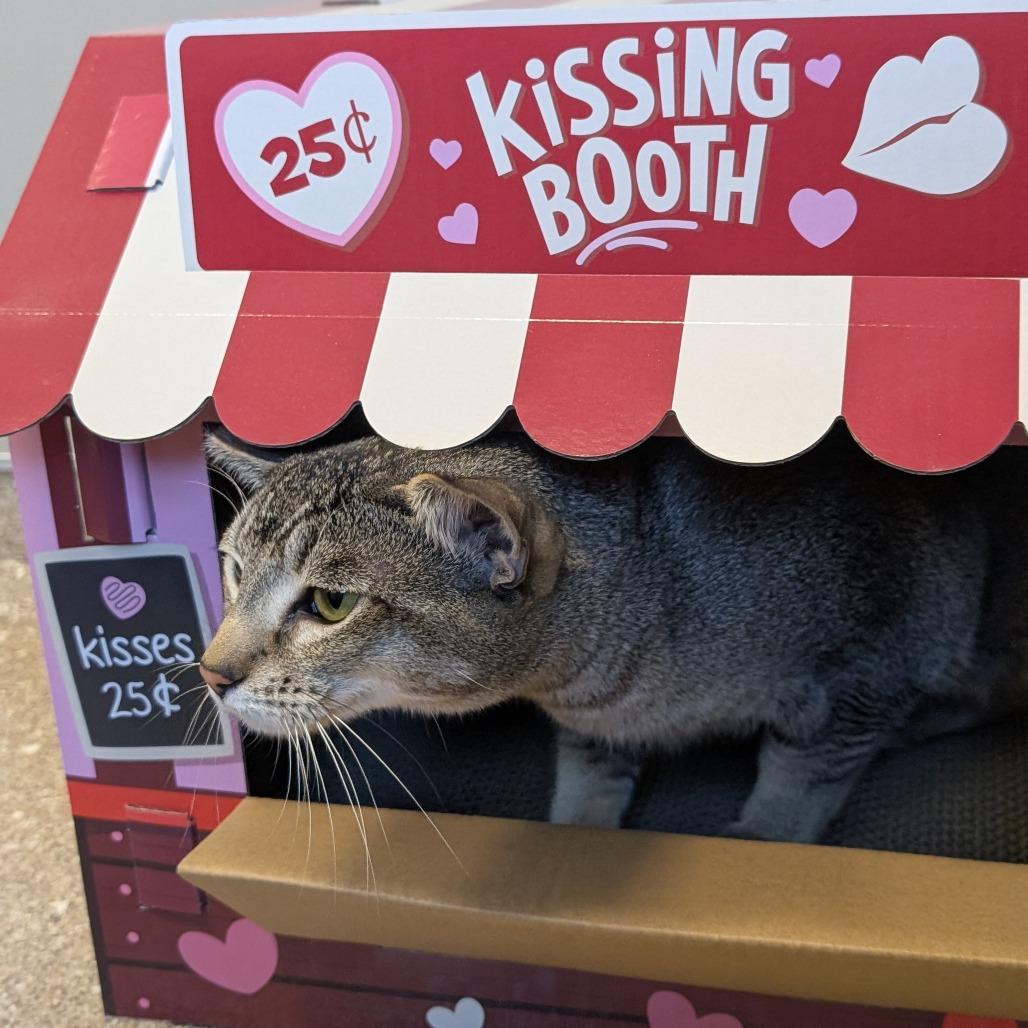 Enlarge Marty, a Adoptable Domestic Short Hair in Sonoma, CA image 4/6