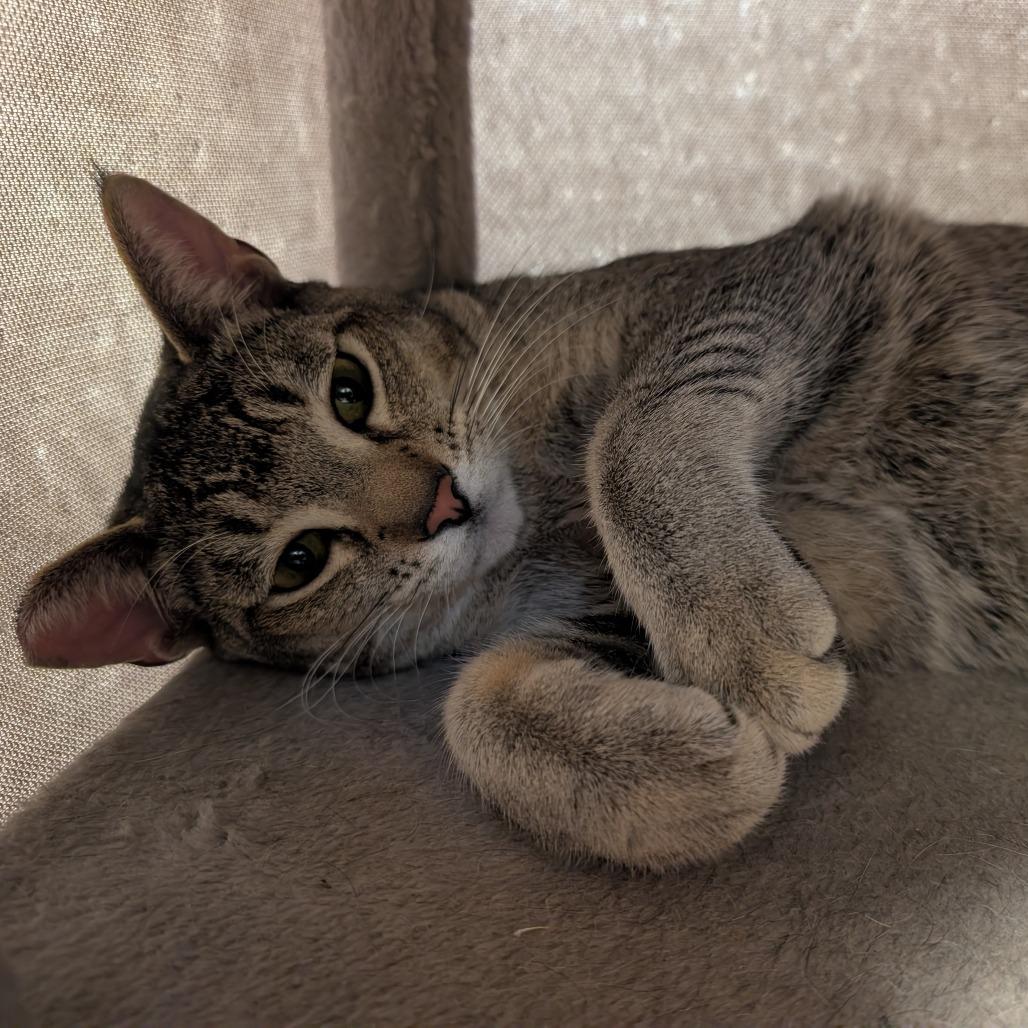 Enlarge Marty, a Adoptable Domestic Short Hair in Sonoma, CA image 5/6