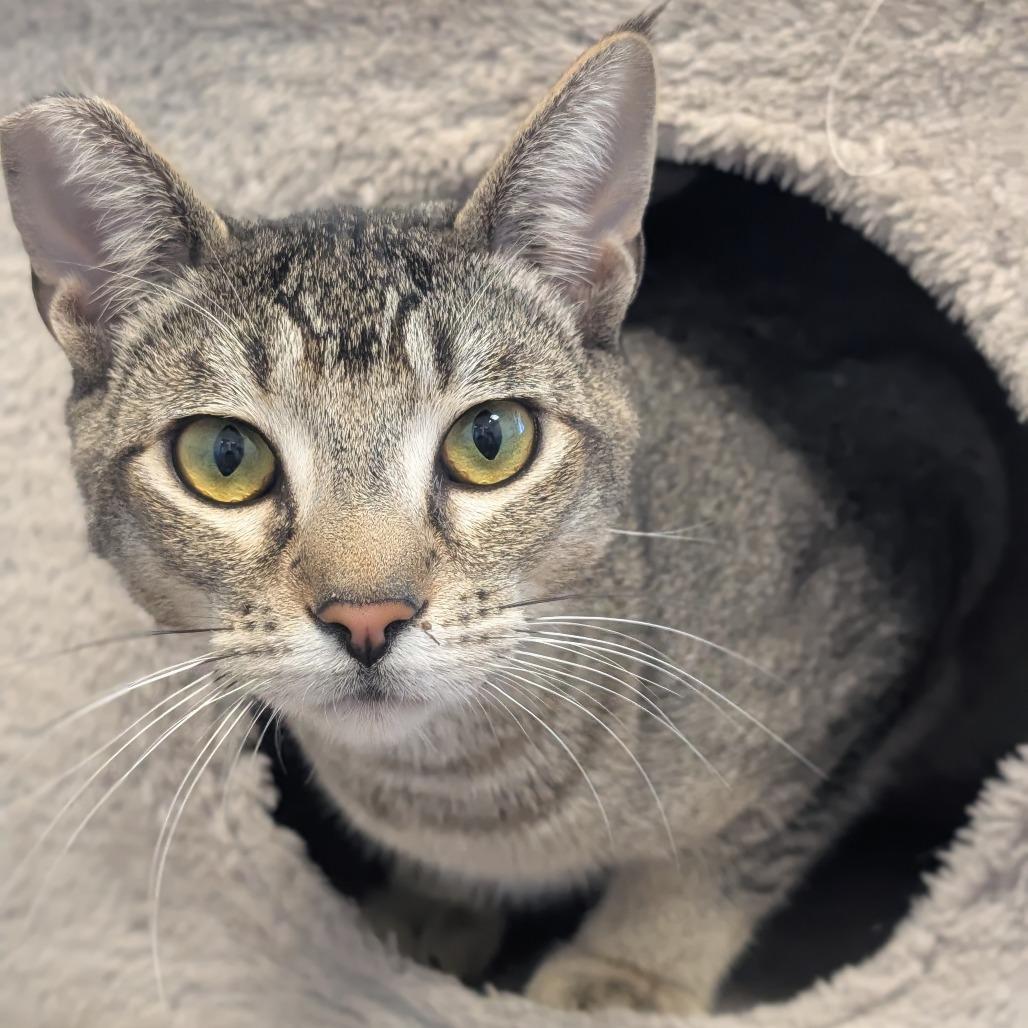 Enlarge Marty, a Adoptable Domestic Short Hair in Sonoma, CA image 6/6