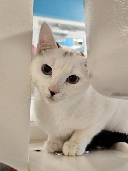 Boonie, Adoptable, Adult Male Domestic Short Hair & Domestic Short Hair.