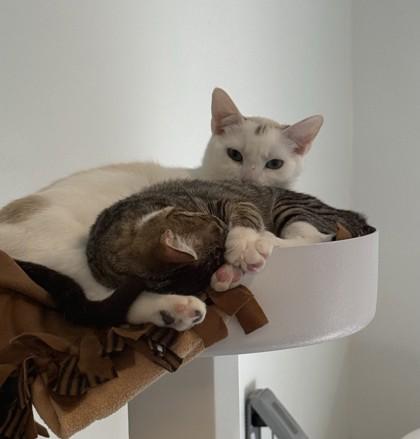 Boonie, Adoptable, Adult Male Domestic Short Hair & Domestic Short Hair.