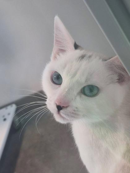 Boonie, Adoptable, Adult Male Domestic Short Hair & Domestic Short Hair.