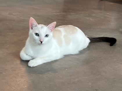 Boonie, a Adoptable mixed breed in Sultan, WA image 2/3