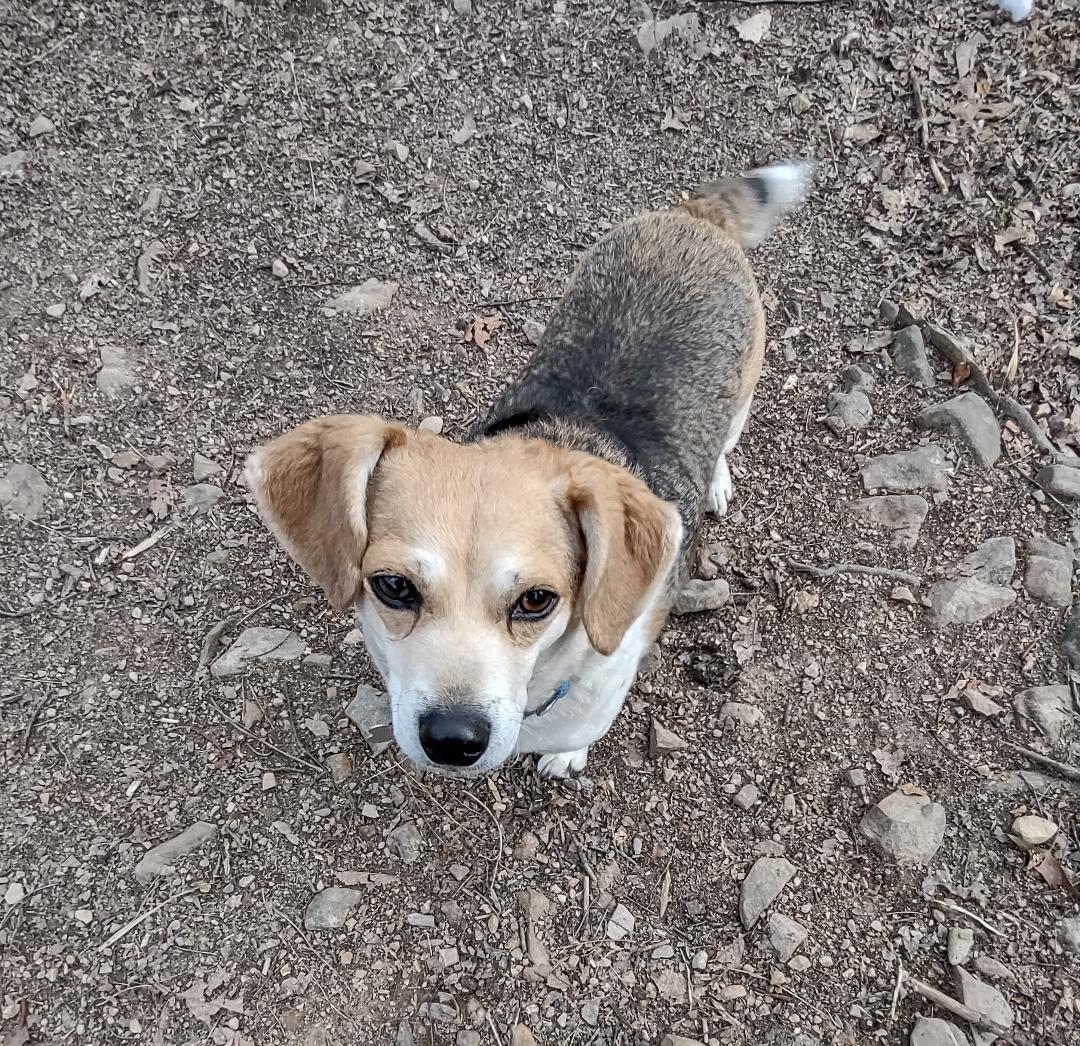TOASTER, a Adoptable Beagle in Millerstown, PA image 1/4
