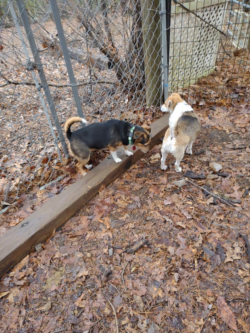 TOASTER, a Adoptable Beagle in Millerstown, PA image 2/4
