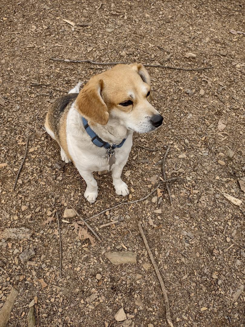 TOASTER, a Adoptable Beagle in Millerstown, PA image 4/4