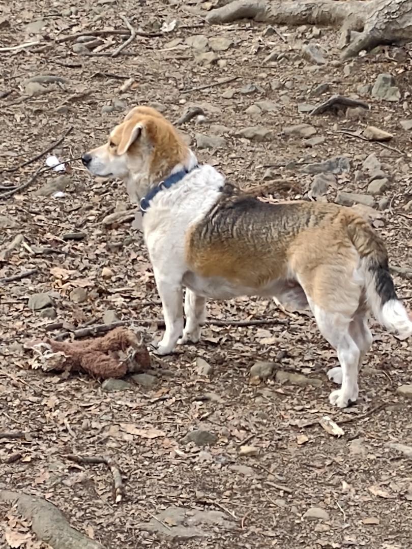 TOASTER, a Adoptable Beagle in Millerstown, PA image 3/4