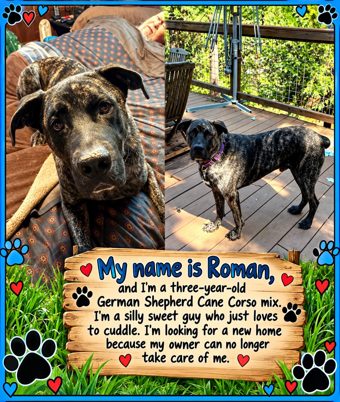 Enlarge Ramon, a Adopted Cane Corso in Murphys, CA image 1/1