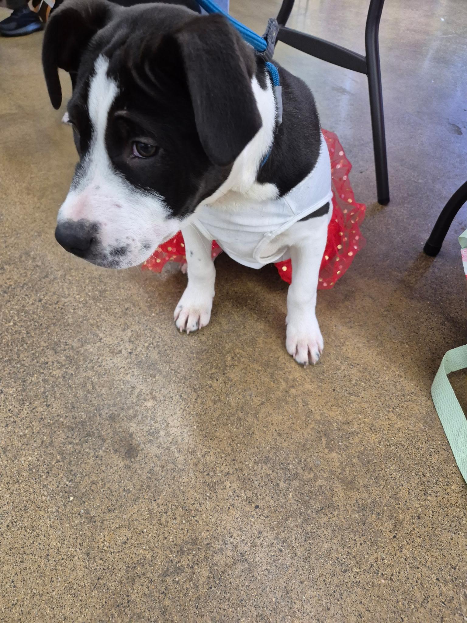 Enlarge Cindy, an adoptable mixed breed in Newfoundland, NJ image 5/5