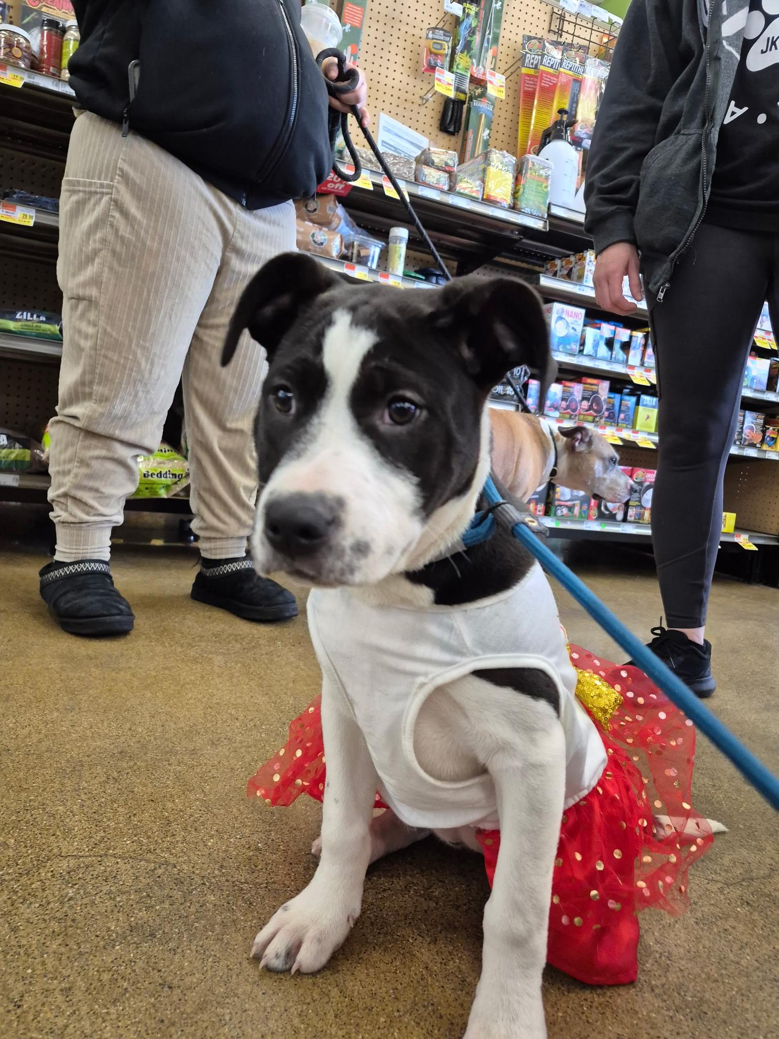 Enlarge Cindy, an adoptable mixed breed in Newfoundland, NJ image 4/5