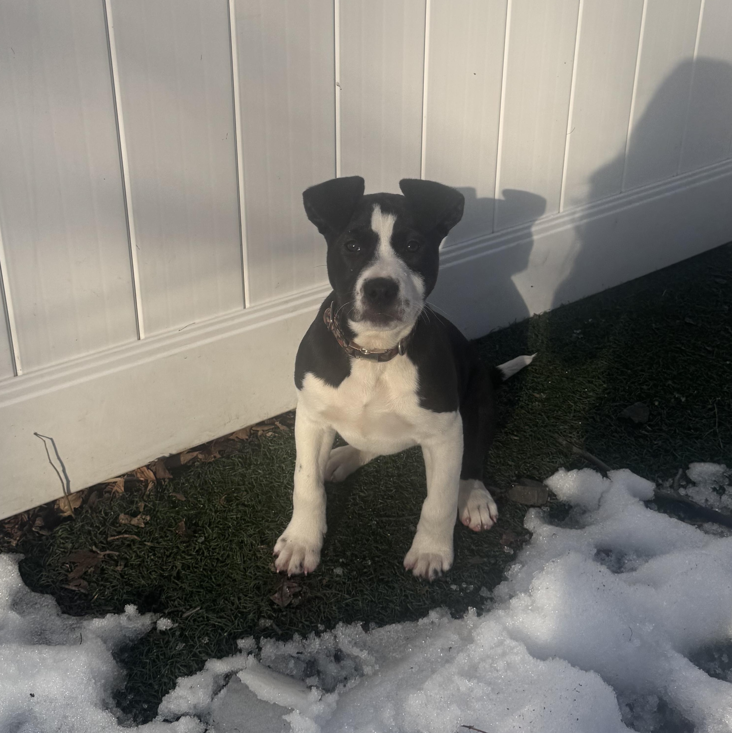 Cindy, adoptable, Young Female Labrador Retriever & Border Collie.