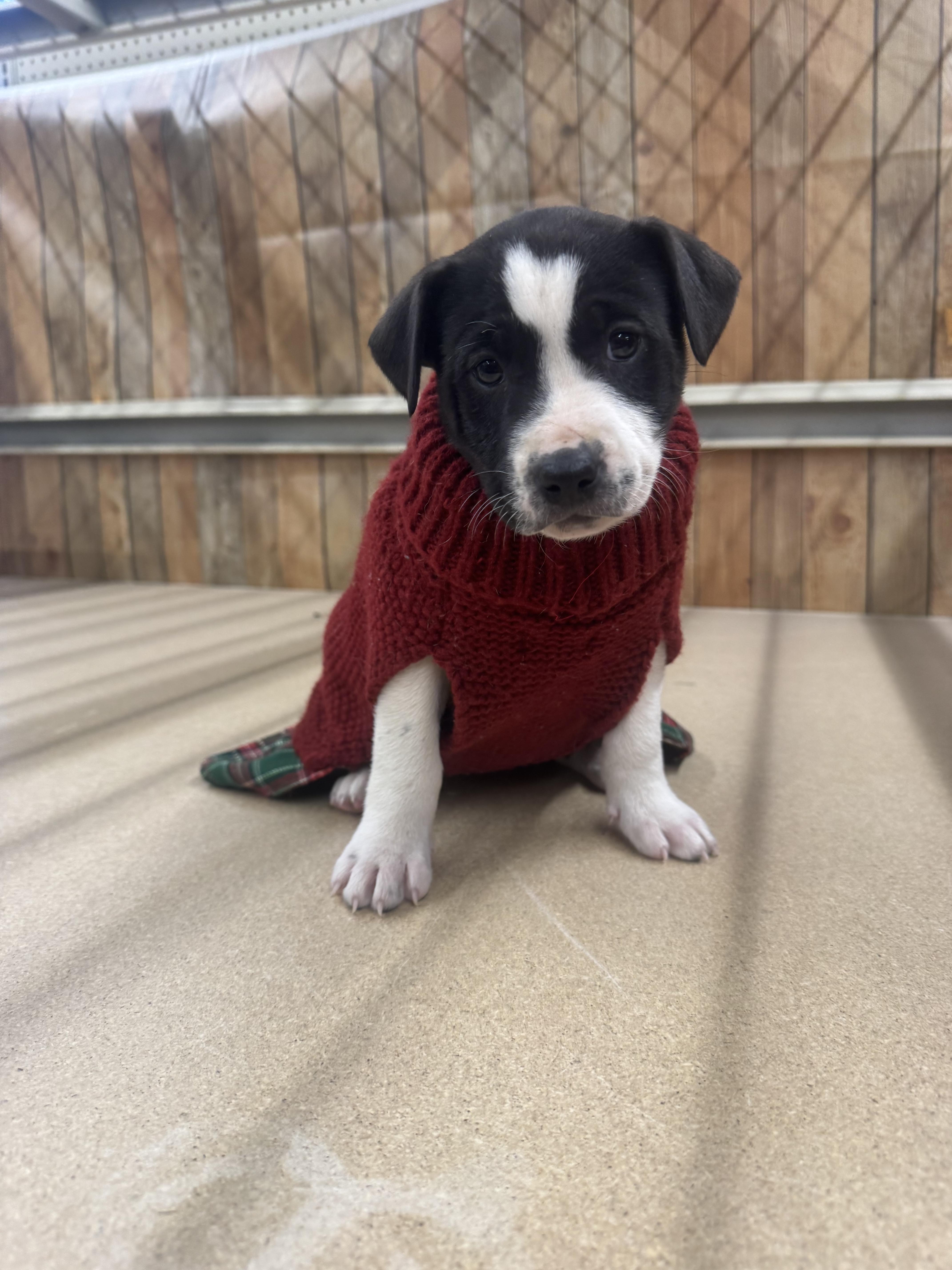 Enlarge Cindy, an adoptable mixed breed in Newfoundland, NJ image 3/5