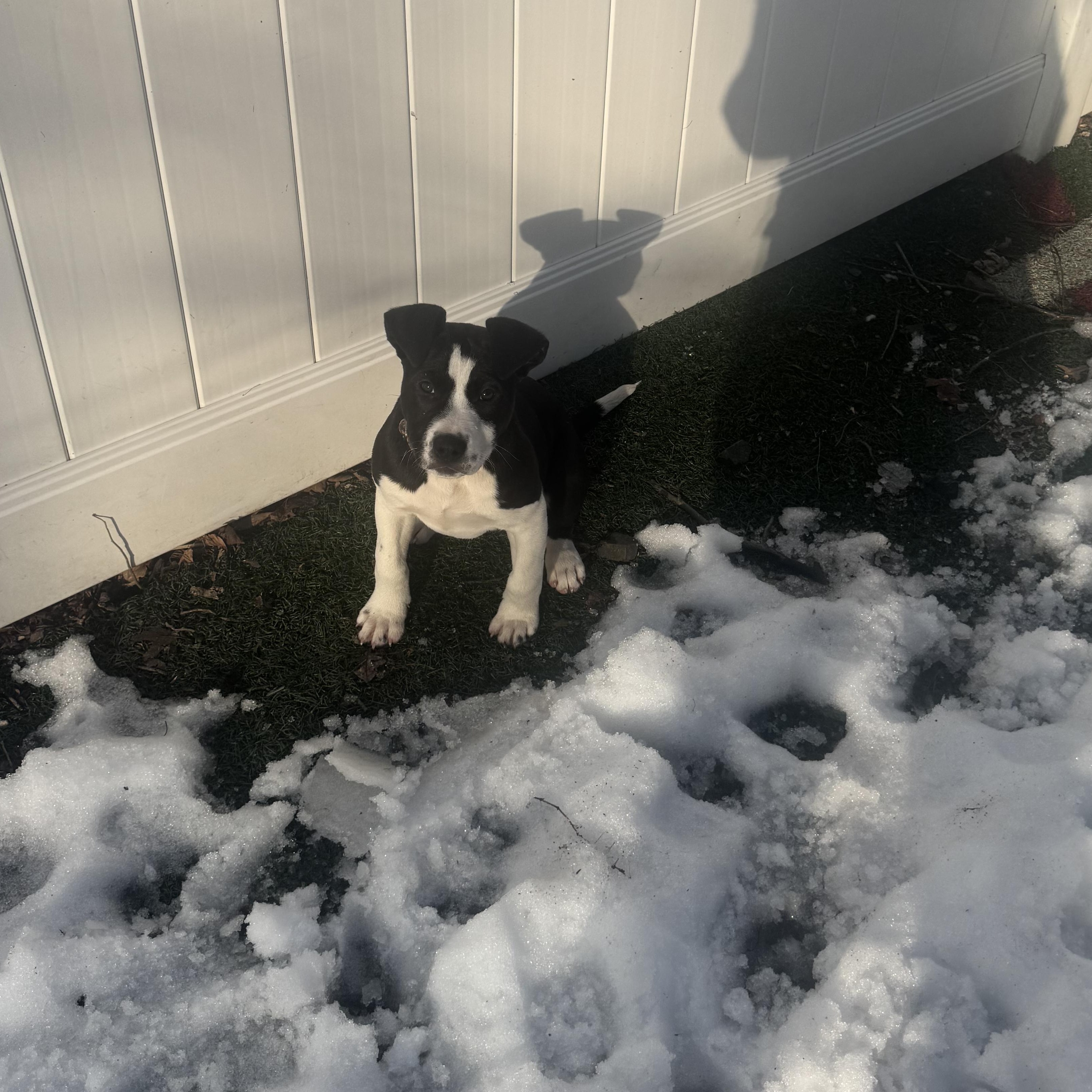 Enlarge Cindy, an adoptable mixed breed in Newfoundland, NJ image 2/2