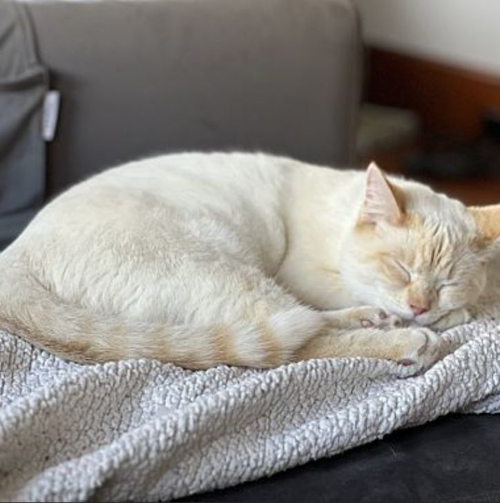 Buddy, a Adopted Siamese in Stuarts Draft, VA image 1/3