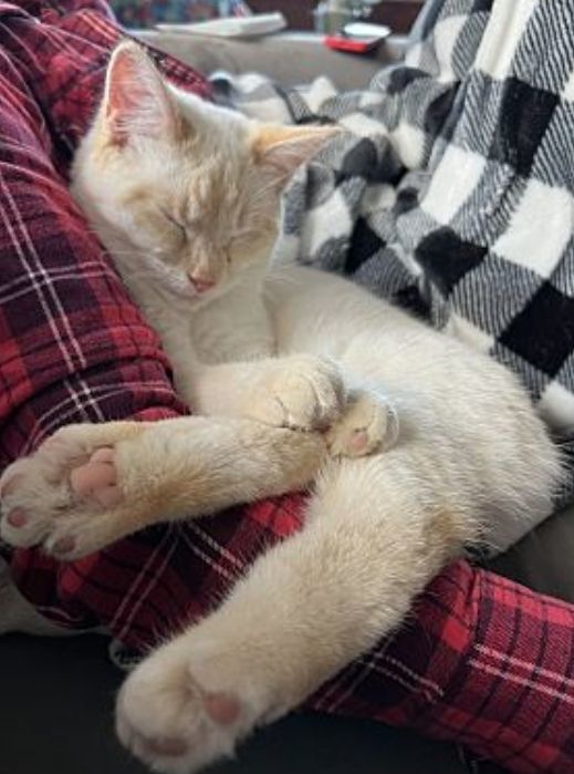 Buddy, a Adopted Siamese in Stuarts Draft, VA image 2/3
