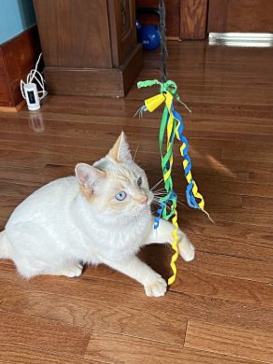 Buddy, a Adopted Siamese in Stuarts Draft, VA image 3/3