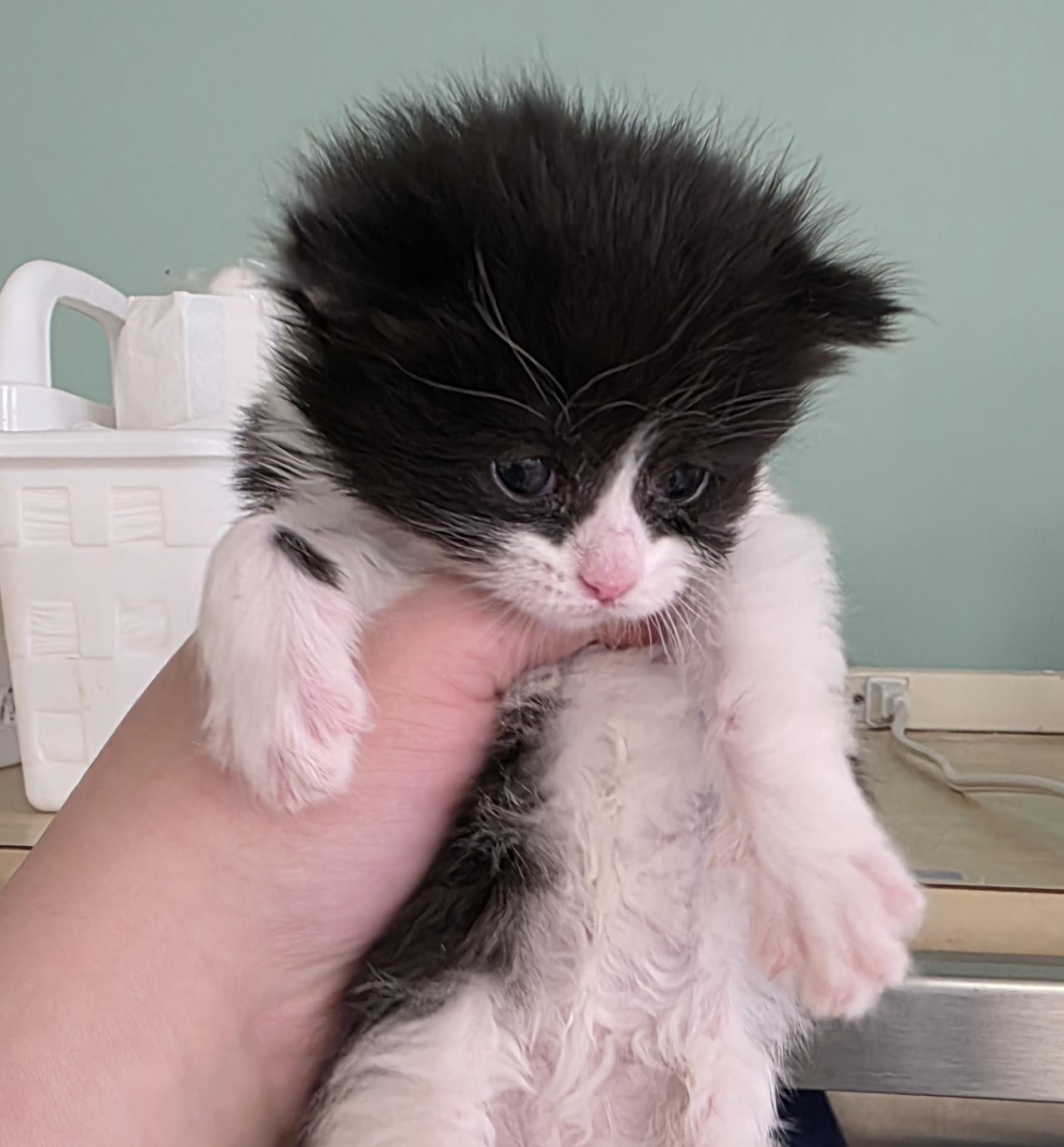 Enlarge Slinky, an adopted Domestic Short Hair in Macomb Twp, MI image 1/1