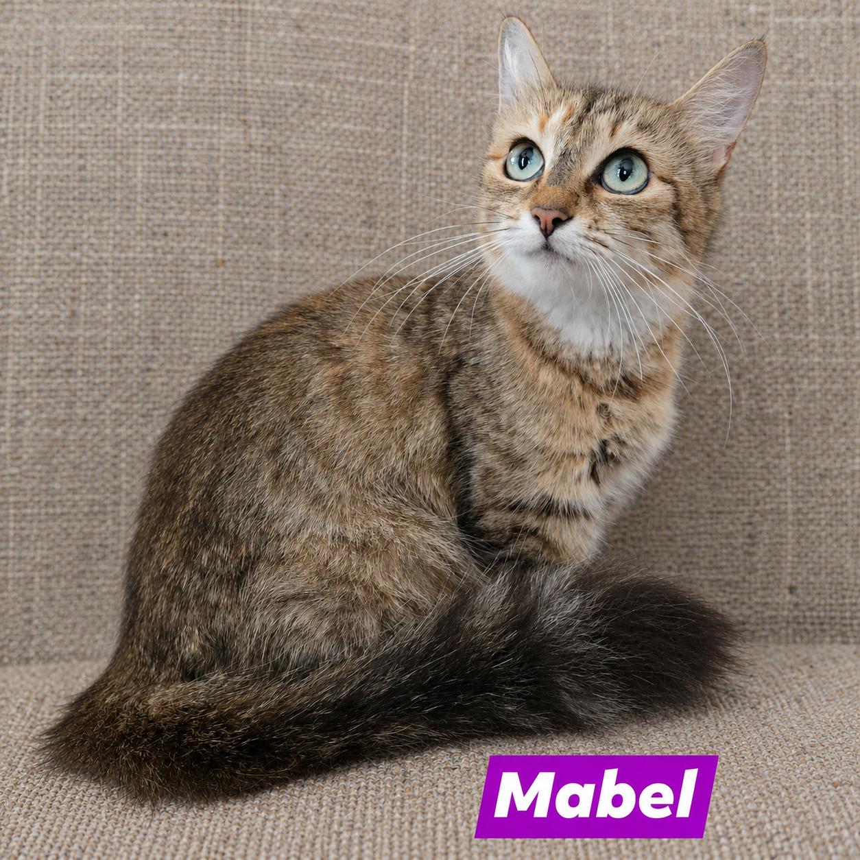 Mabel, adoptable, Kitten Female Domestic Short Hair.