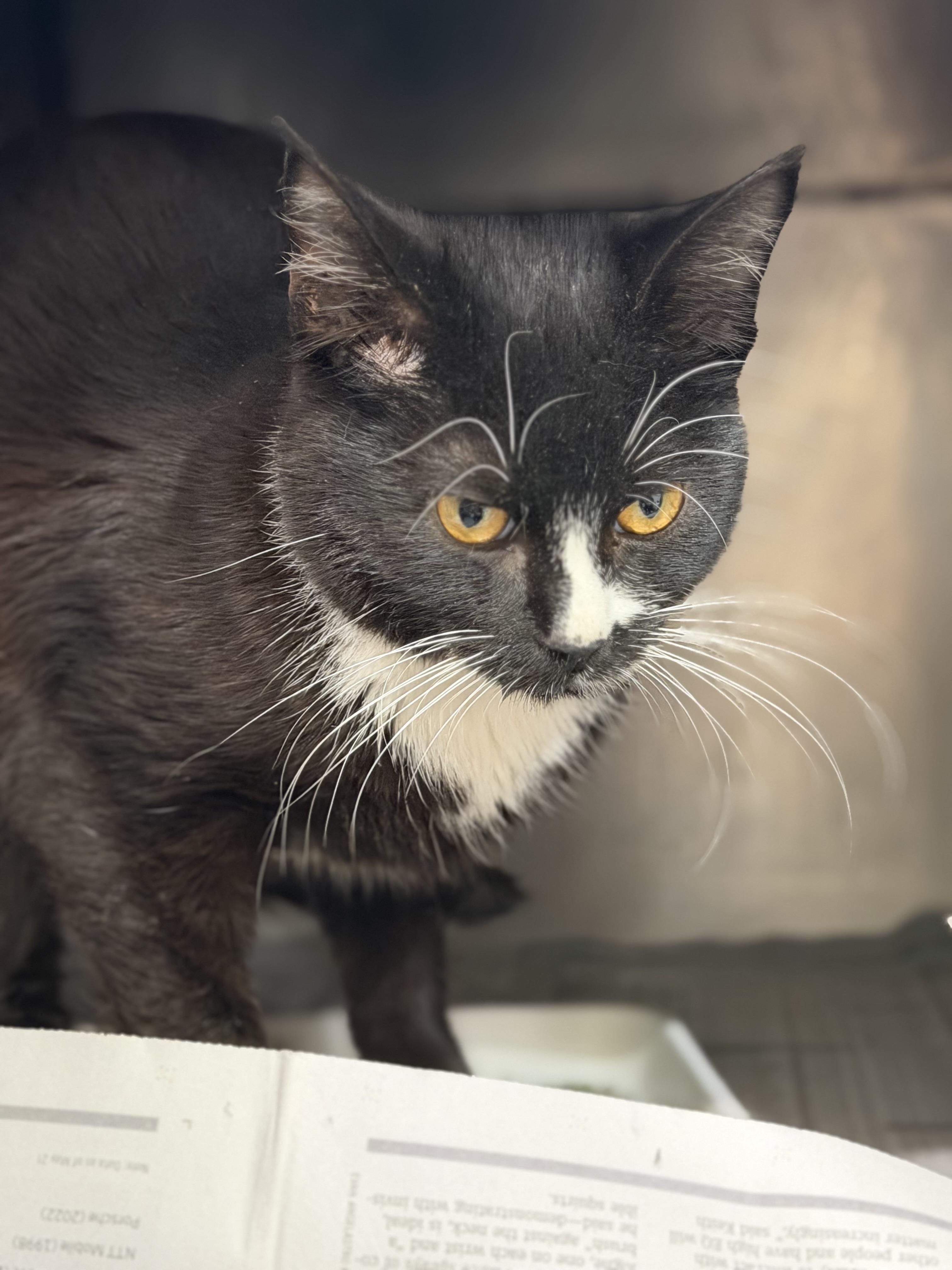 Sylvester, a ADOPTABLE Domestic Short Hair in Sherman, TX image 3/3