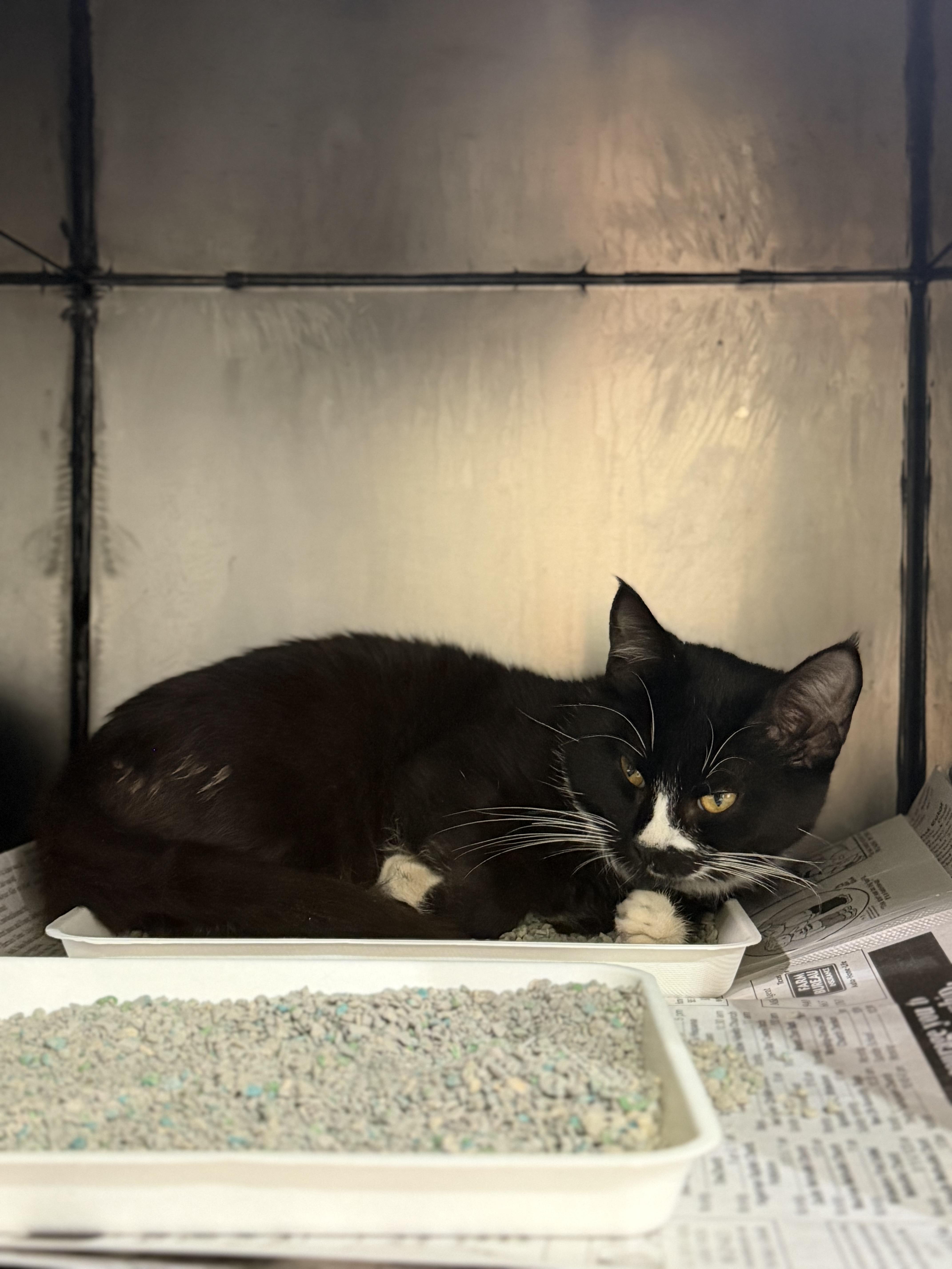 Sylvester, a ADOPTABLE Domestic Short Hair in Sherman, TX image 2/3