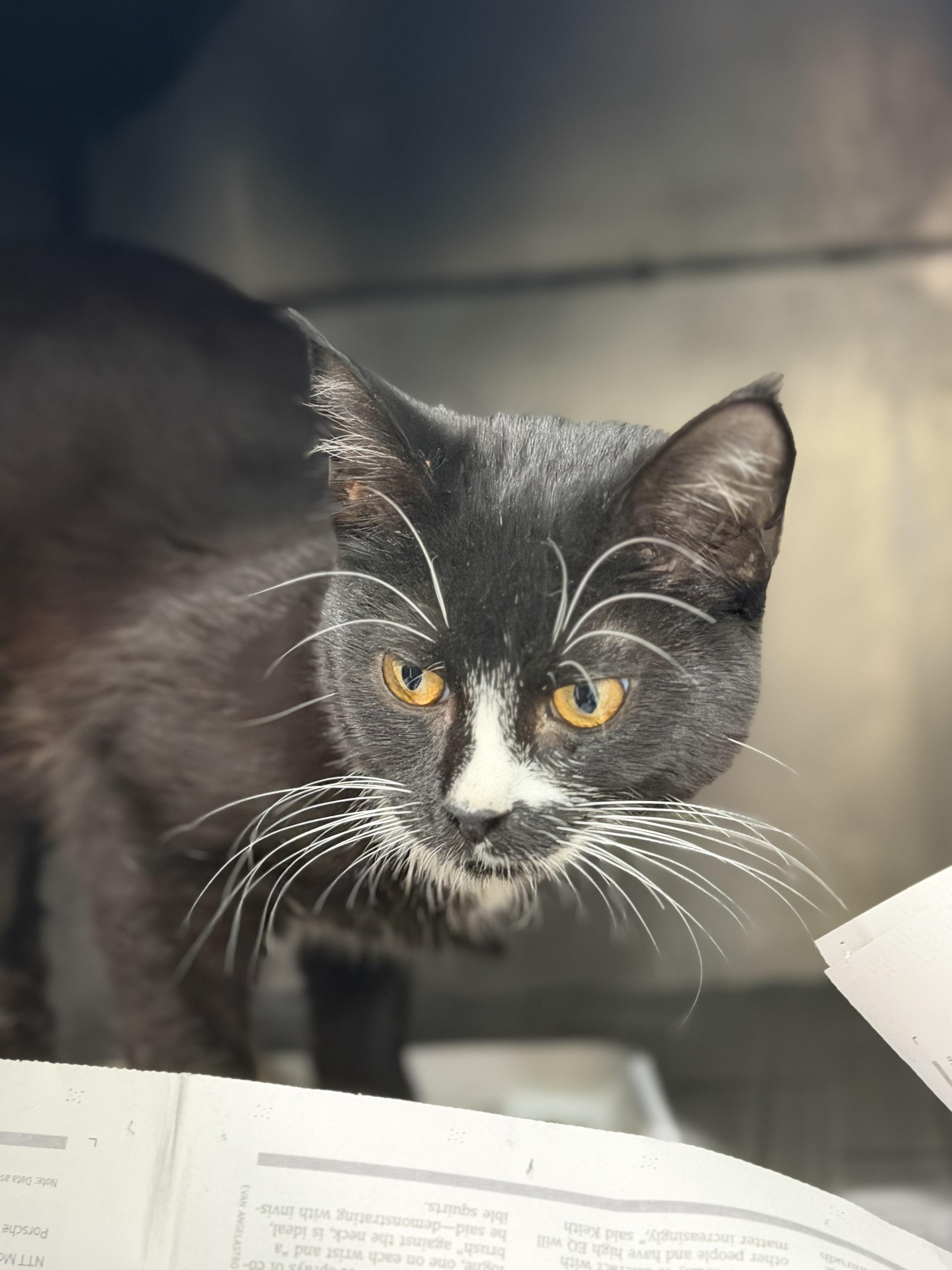 Sylvester, ADOPTABLE, Adult Male Domestic Short Hair.