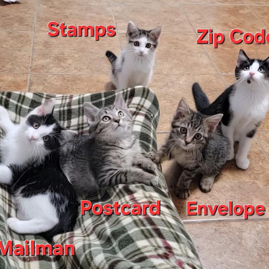 Mailman, Adoptable, Kitten Male Domestic Short Hair.
