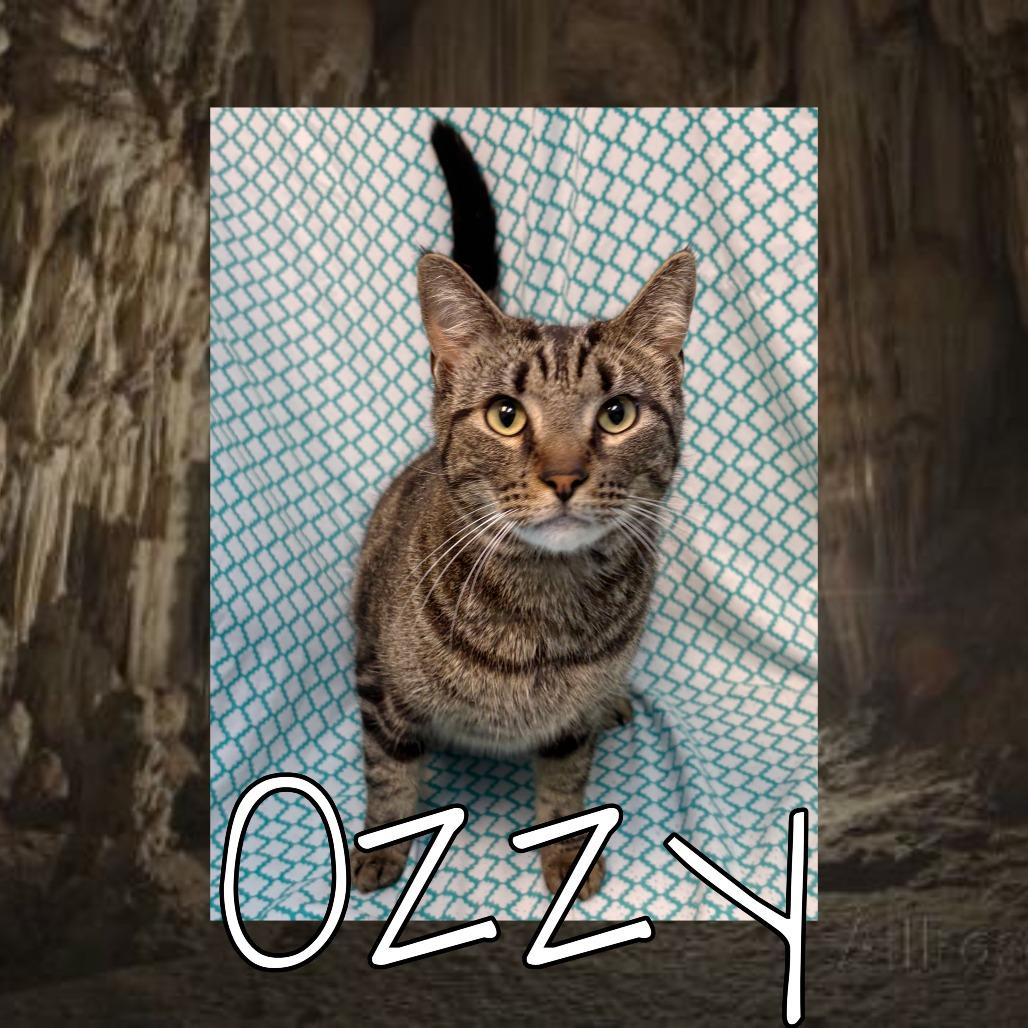 Ozzy, Adoptable, Adult Male Domestic Short Hair.