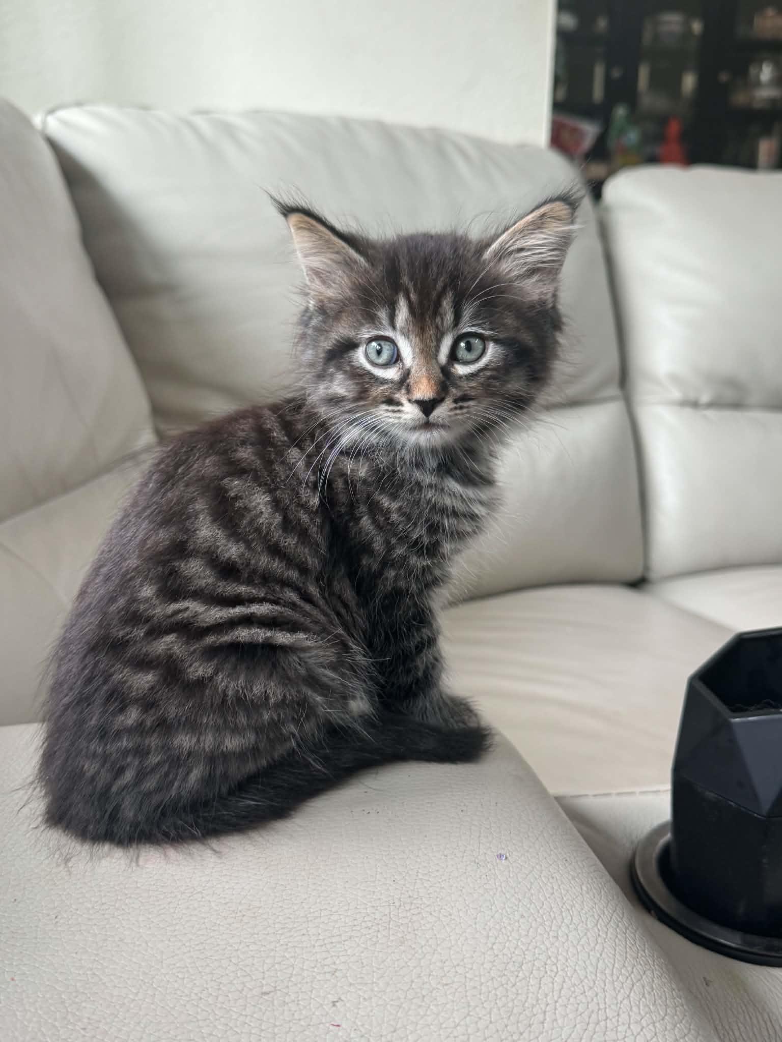 Roobius, adopted, Kitten Male Tabby.