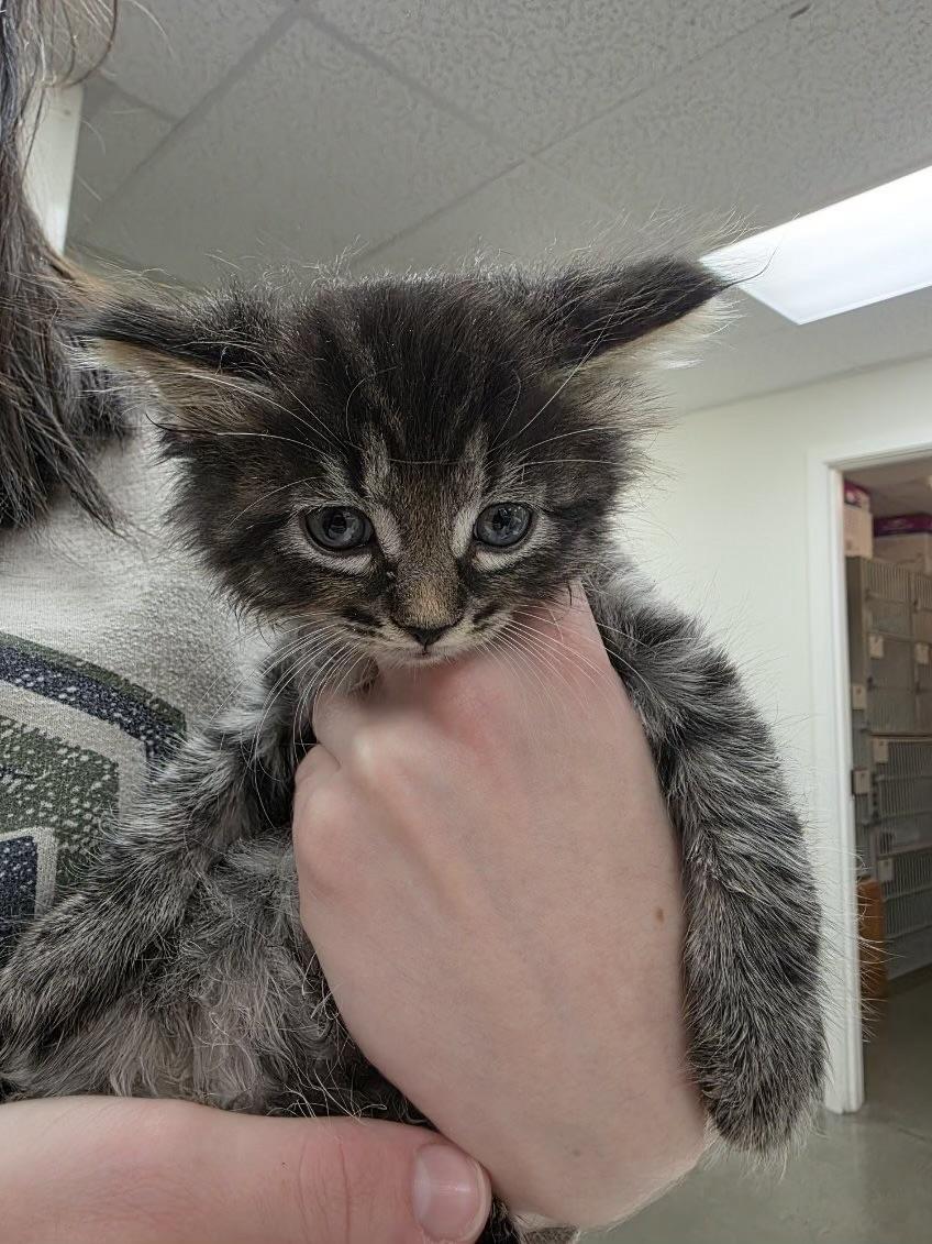 Enlarge Roobius, an adopted Tabby in Sammamish, WA image 2/3