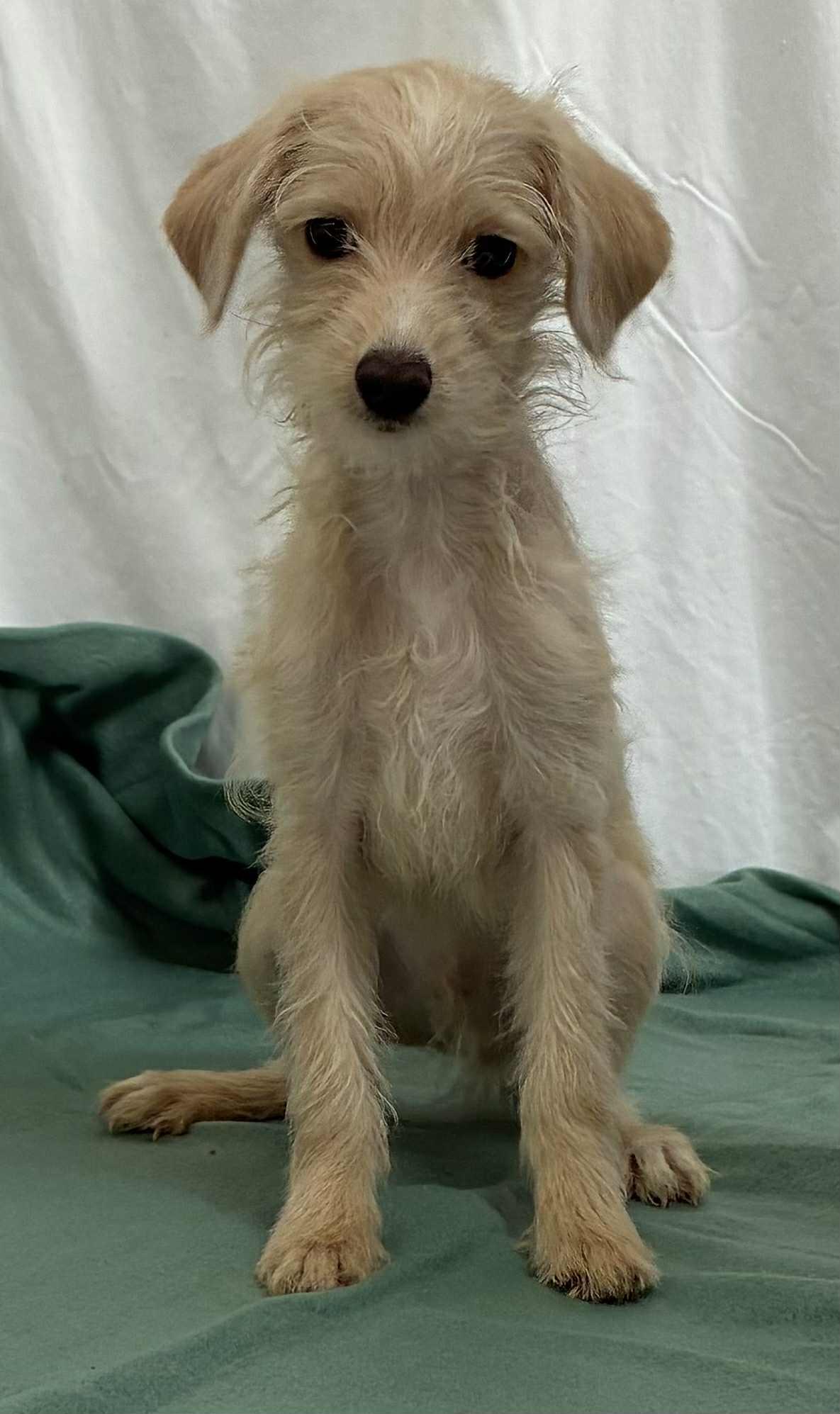 MO, an adoptable mixed breed in Cincinnati, OH image 1/5