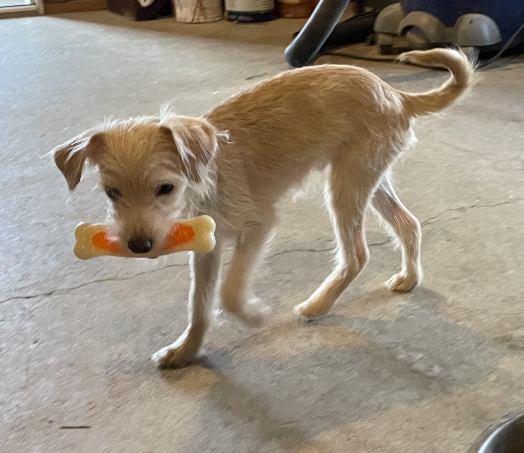 MO, an adoptable mixed breed in Cincinnati, OH image 3/5