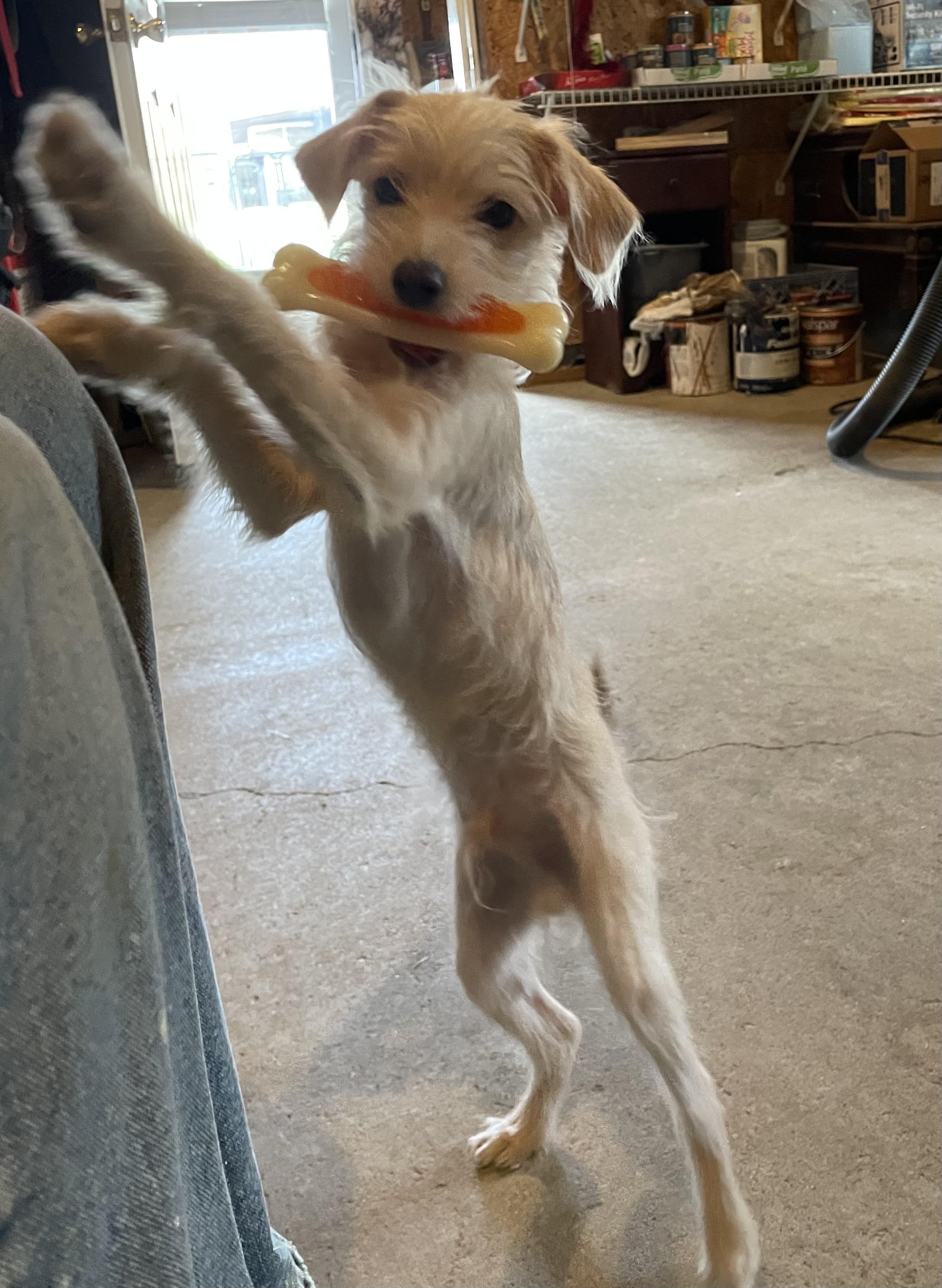 MO, an adoptable mixed breed in Cincinnati, OH image 4/5