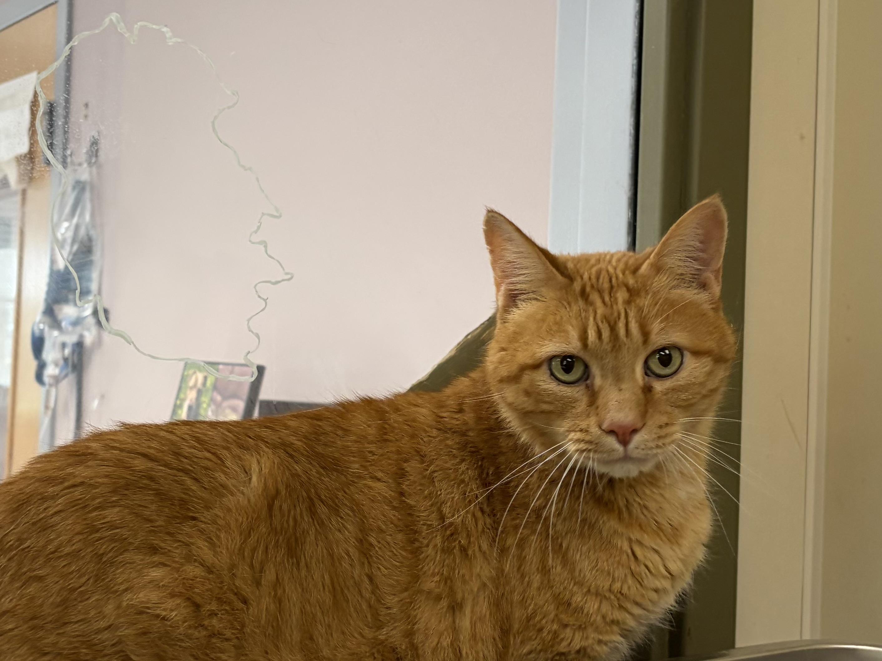 Enlarge Dwight, an adoptable Domestic Short Hair in Bloomfield, CT image 3/3